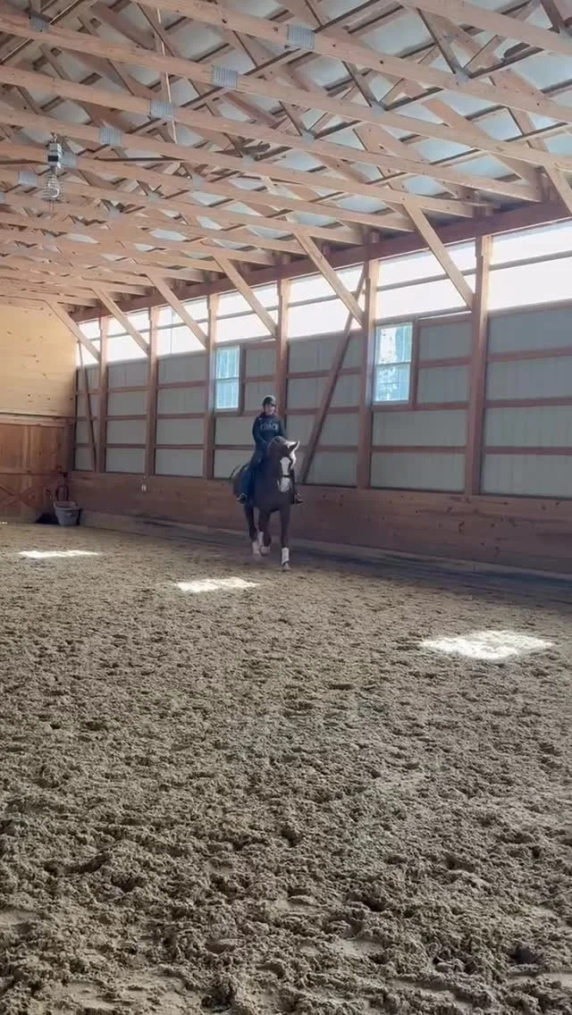 Love a leggy chestnut!😍 Morale owned by Sue Christensen. Can’t wait to see how this trot progresses when it’s already looking so nice!