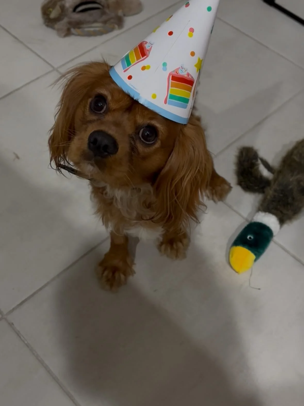 Happy 1st Birthday Toby🎉🎉