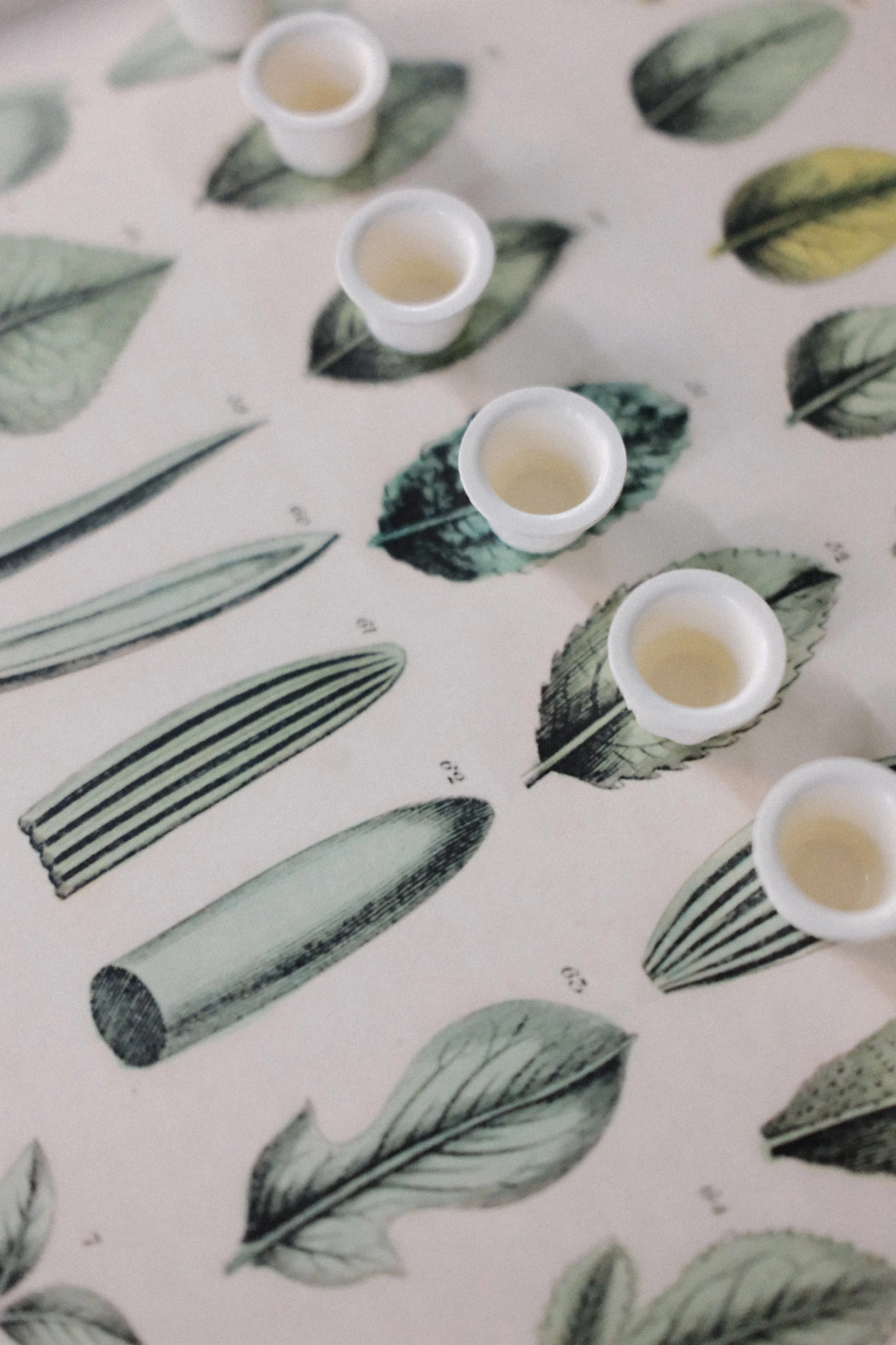 An open book with scientific illustrations of plants that have biodegradable ink cups from Good Judy. 