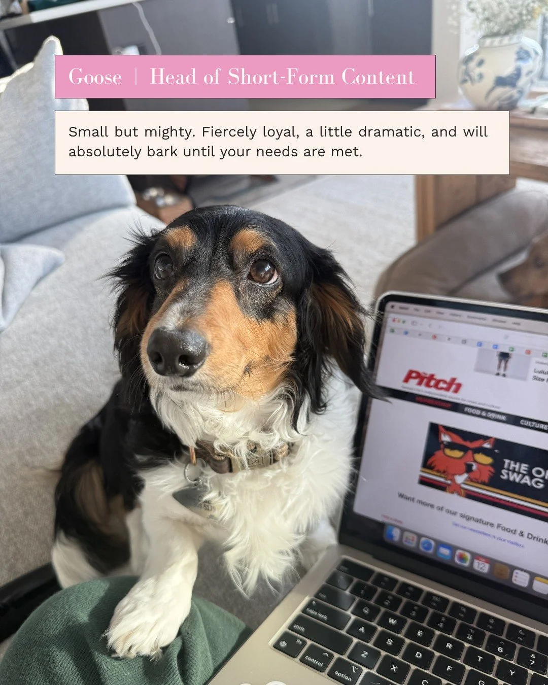 Meet our CHOs (Chief Happiness Officers) 🐾

Happy National Puppy Day!