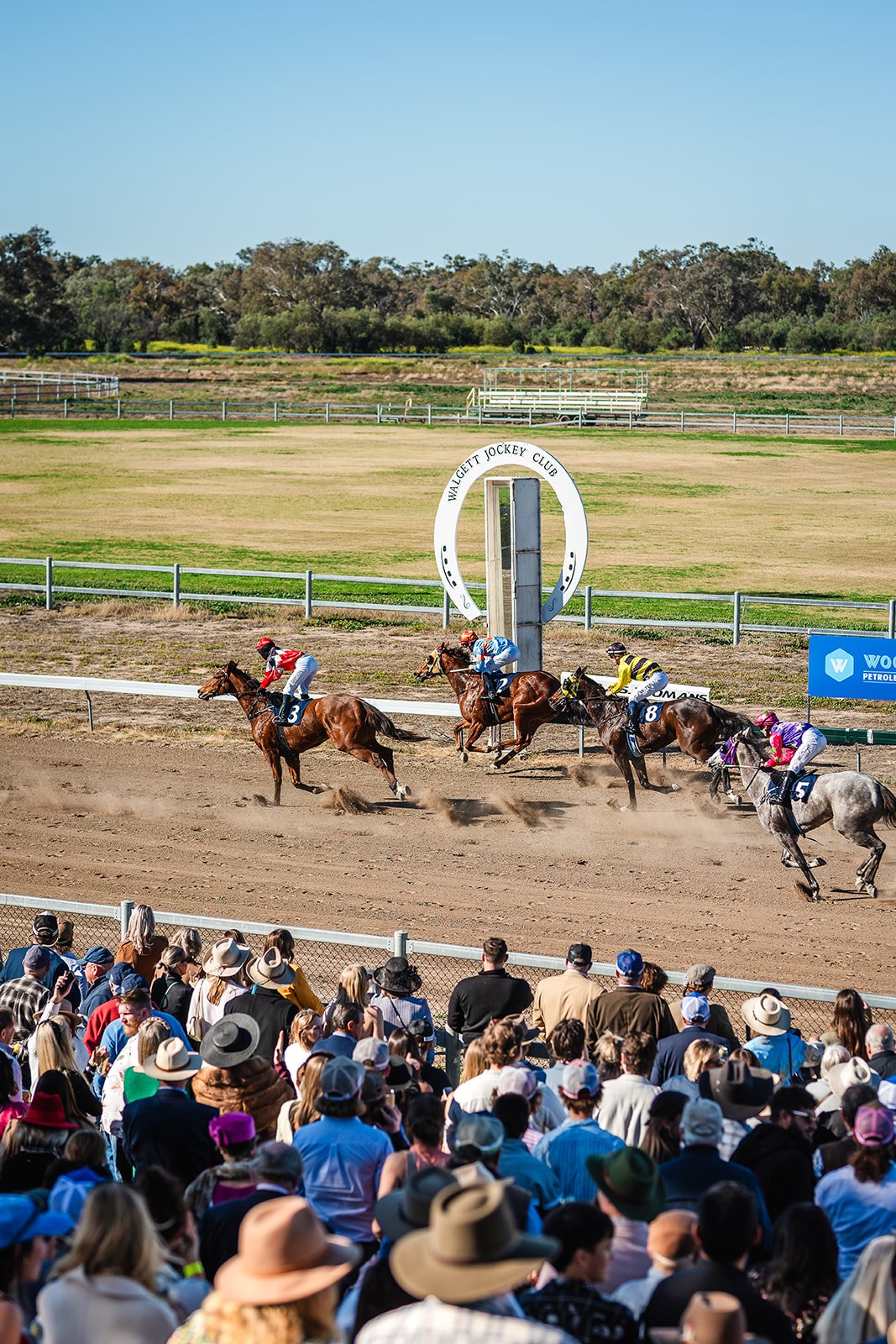 Horse race at a racetrack with jockeys riding horses and a crowd of spectators watching, with trees and clear blue sky in the background.