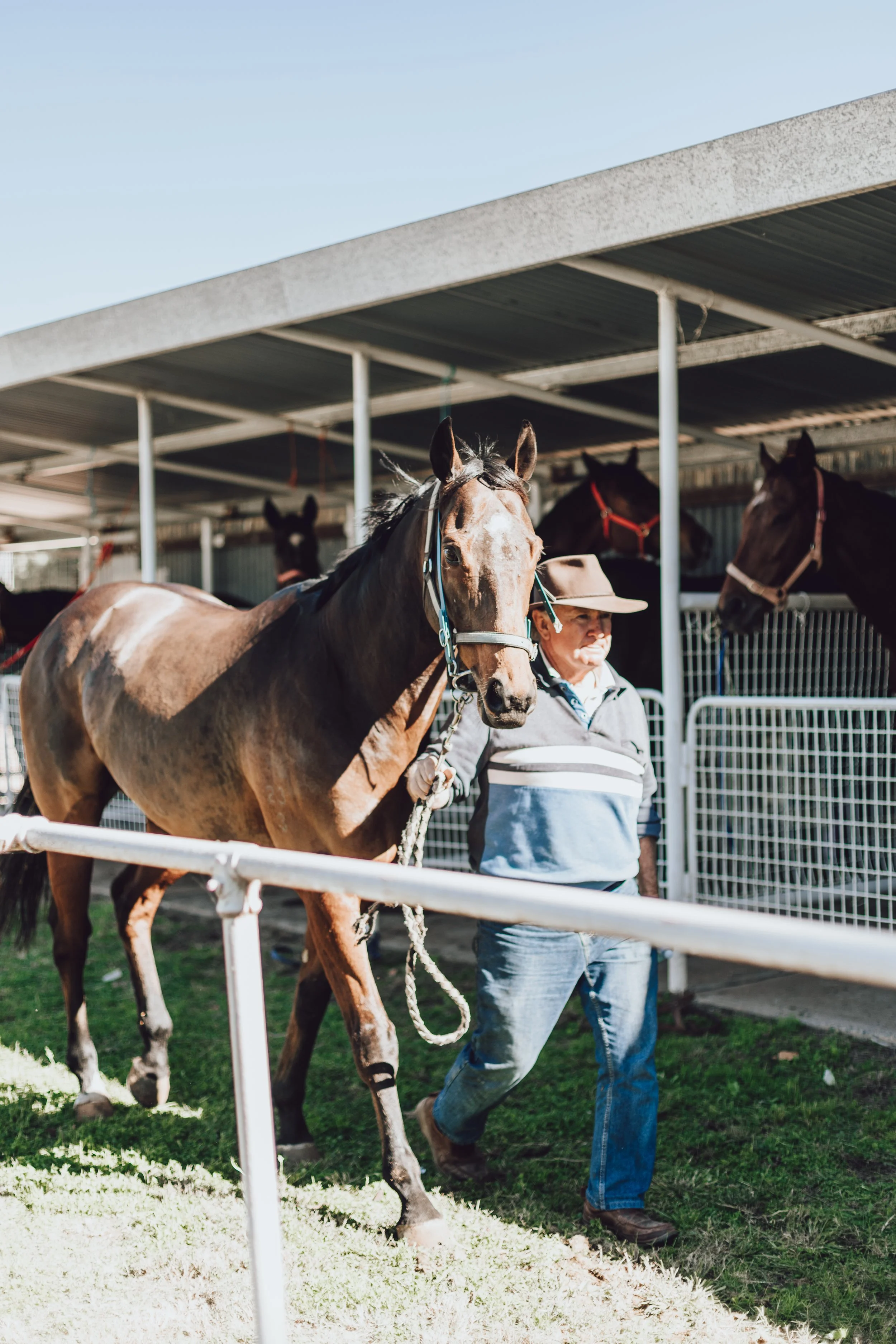 A man leading a brown racehorse on a grassy path, with horses in stalls behind a fence under a metal roof structure.