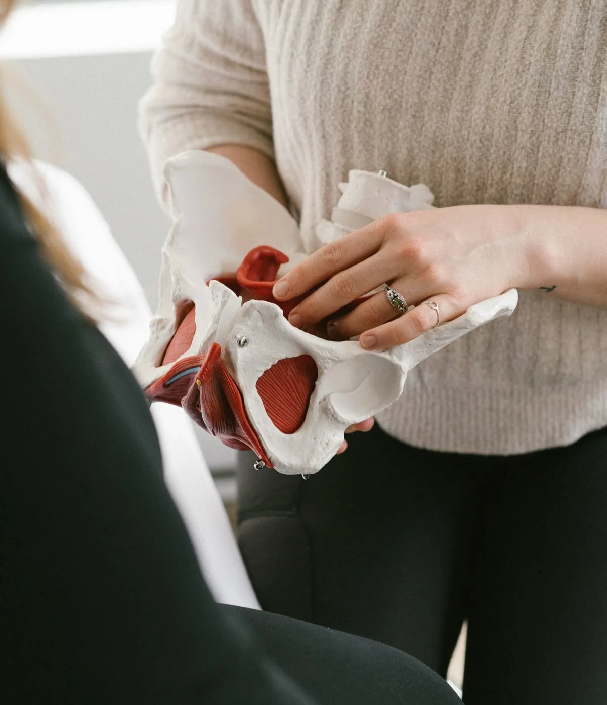 A person holding a medical model of a pelvis with muscles, showing anatomy, during an osteopathic consultation for pelvic pain.