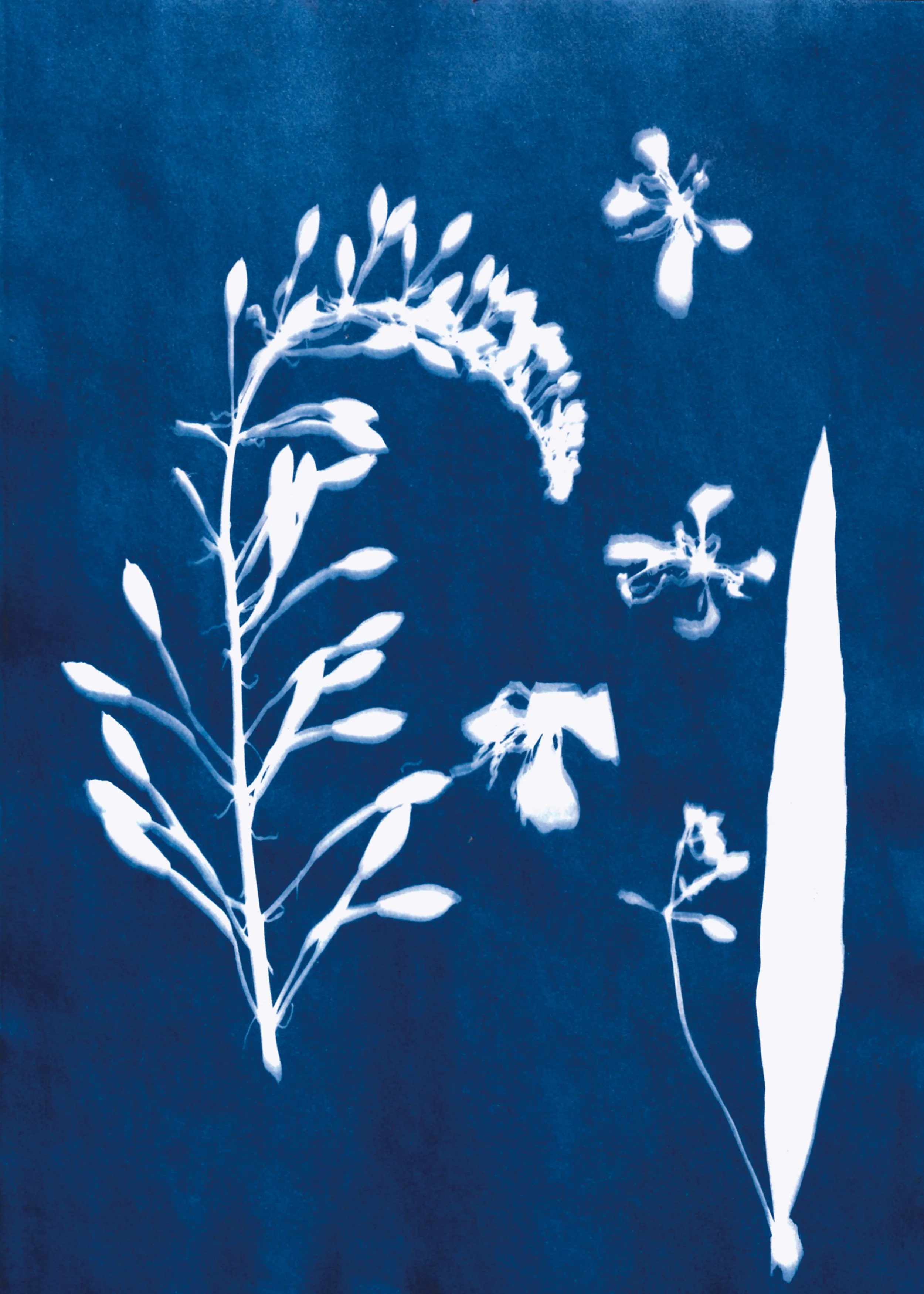 Cyno Print 5 by 7 Fireweed 2026 JPEG.jpg