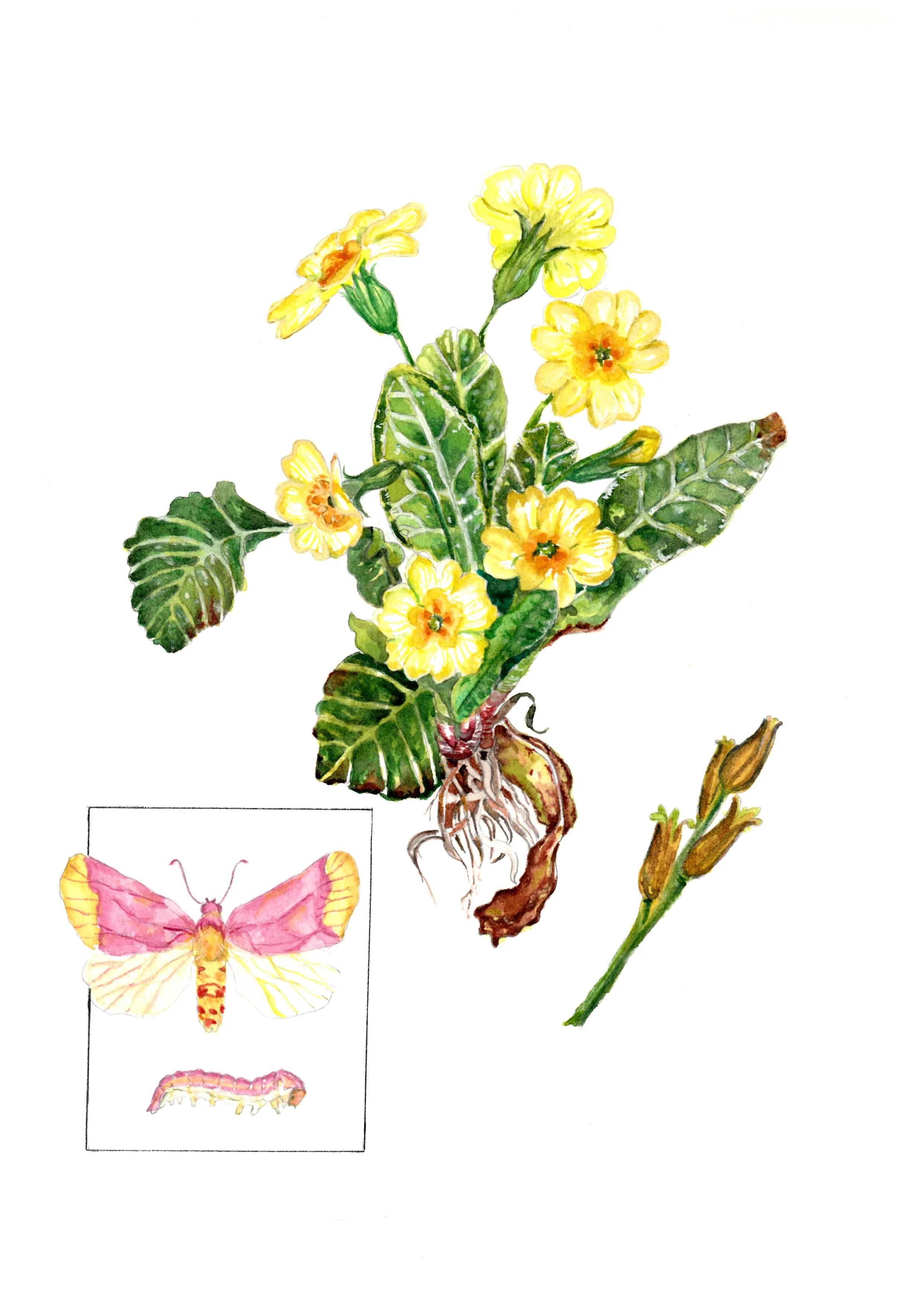 Primrose 2026 - 5 by 7 Print