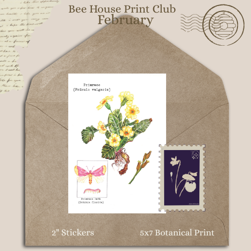 Primrose Feb 2026 - Catch Up