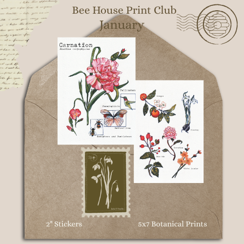 Carnation Jan 2026 - Catch Up