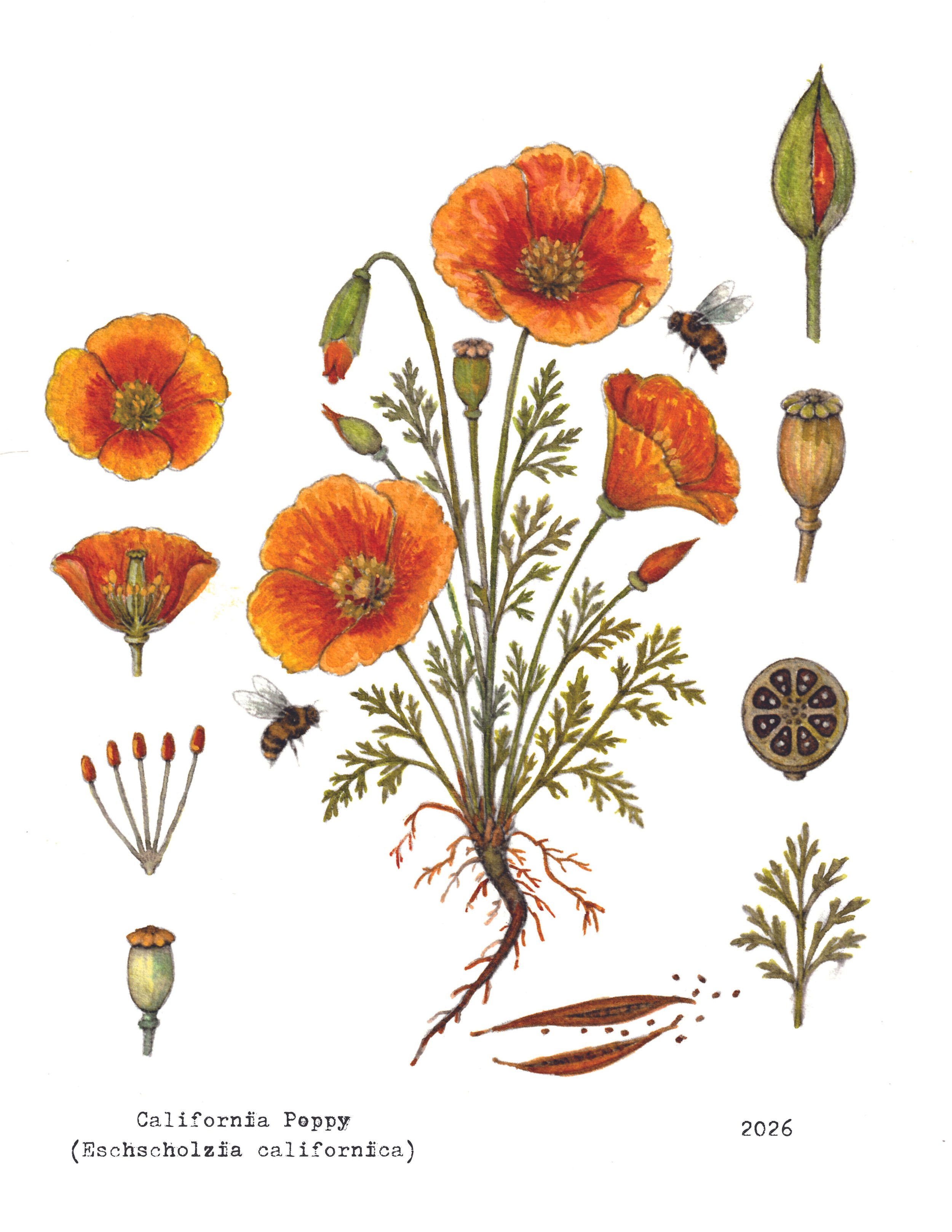 CalPoppy low for website.jpg