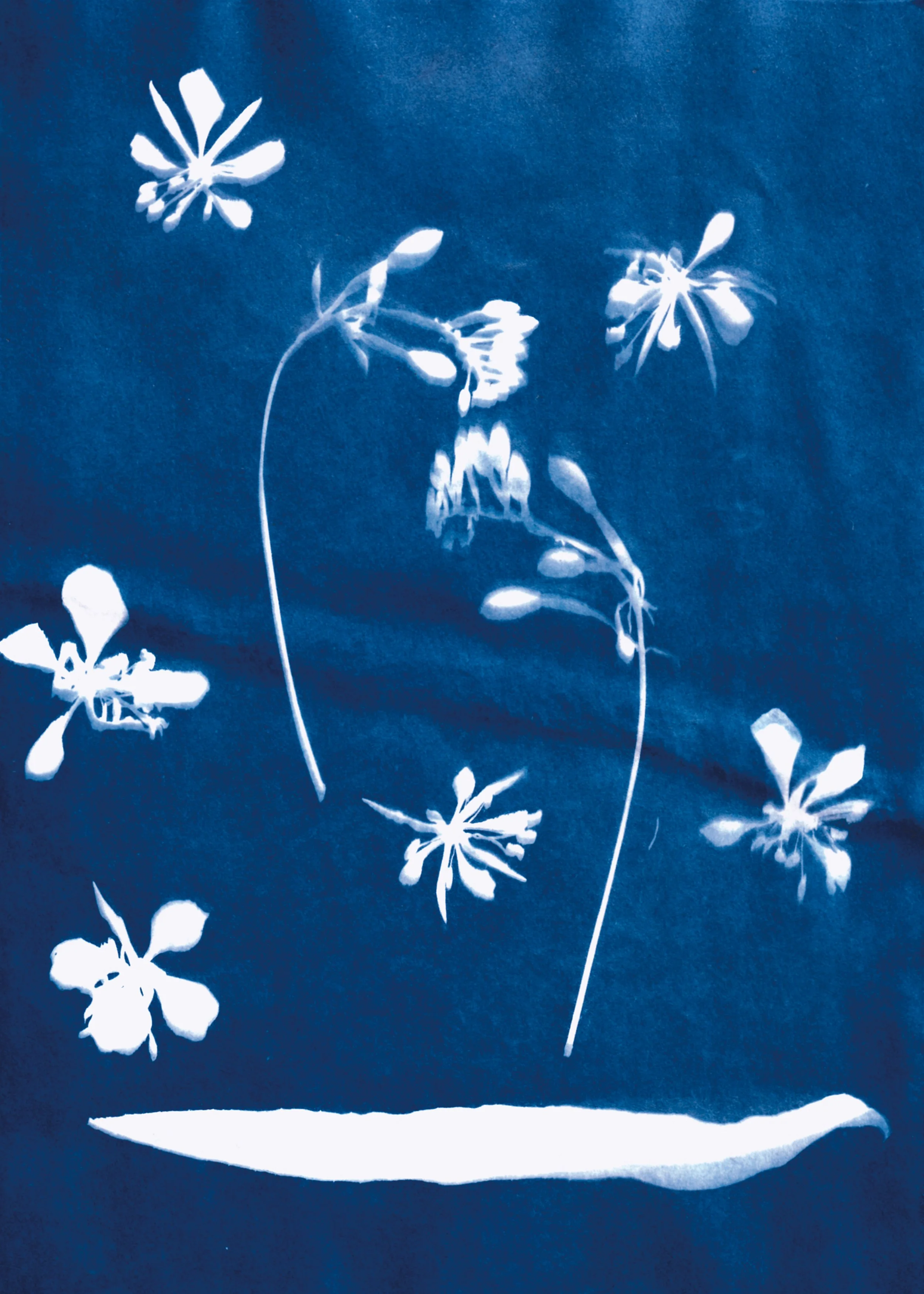 Cyno Print 5 by 7 Fireweed 2 2026 JPEG.jpg