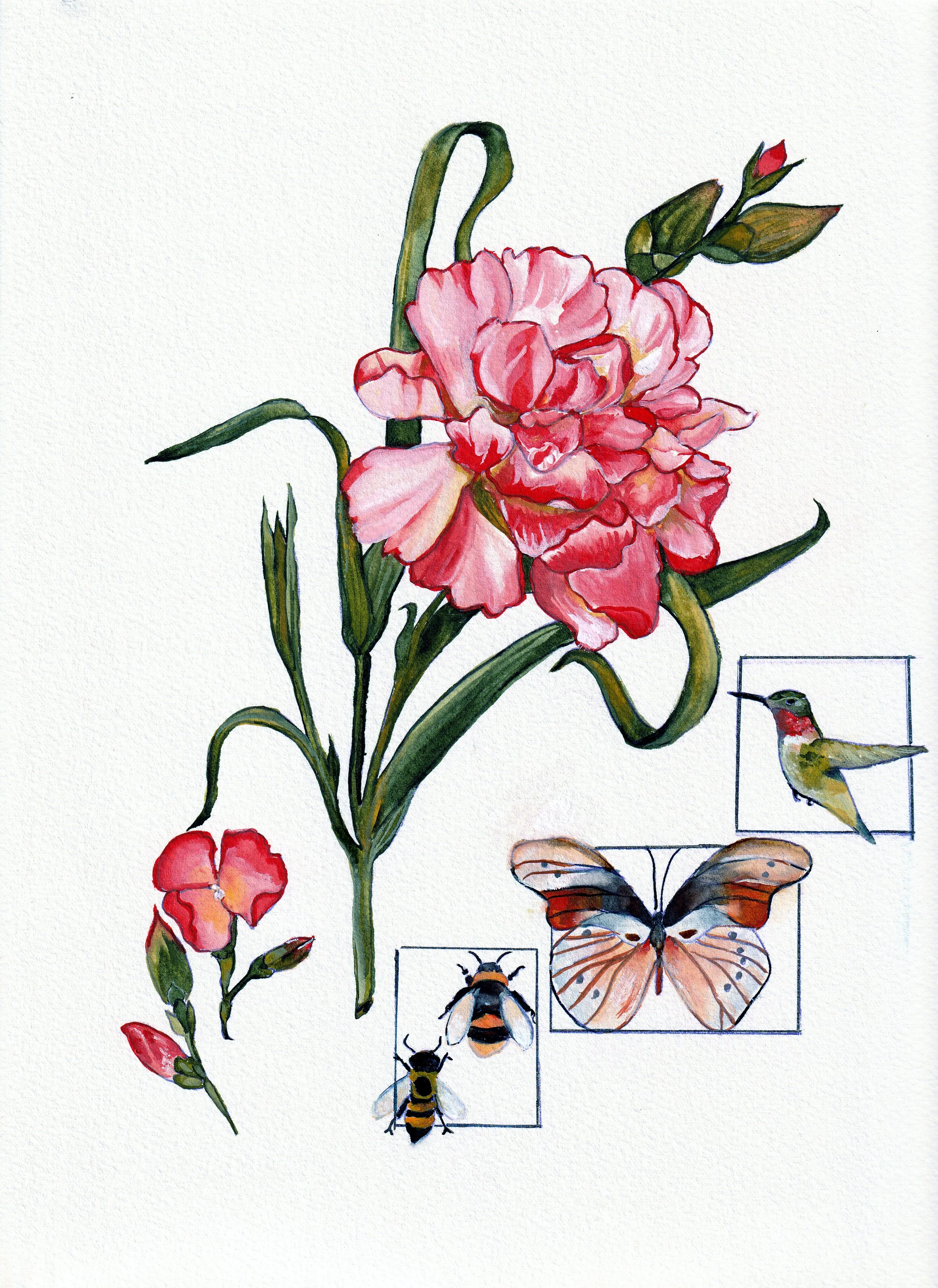 Carnation 2026 - 5 by 7 Print