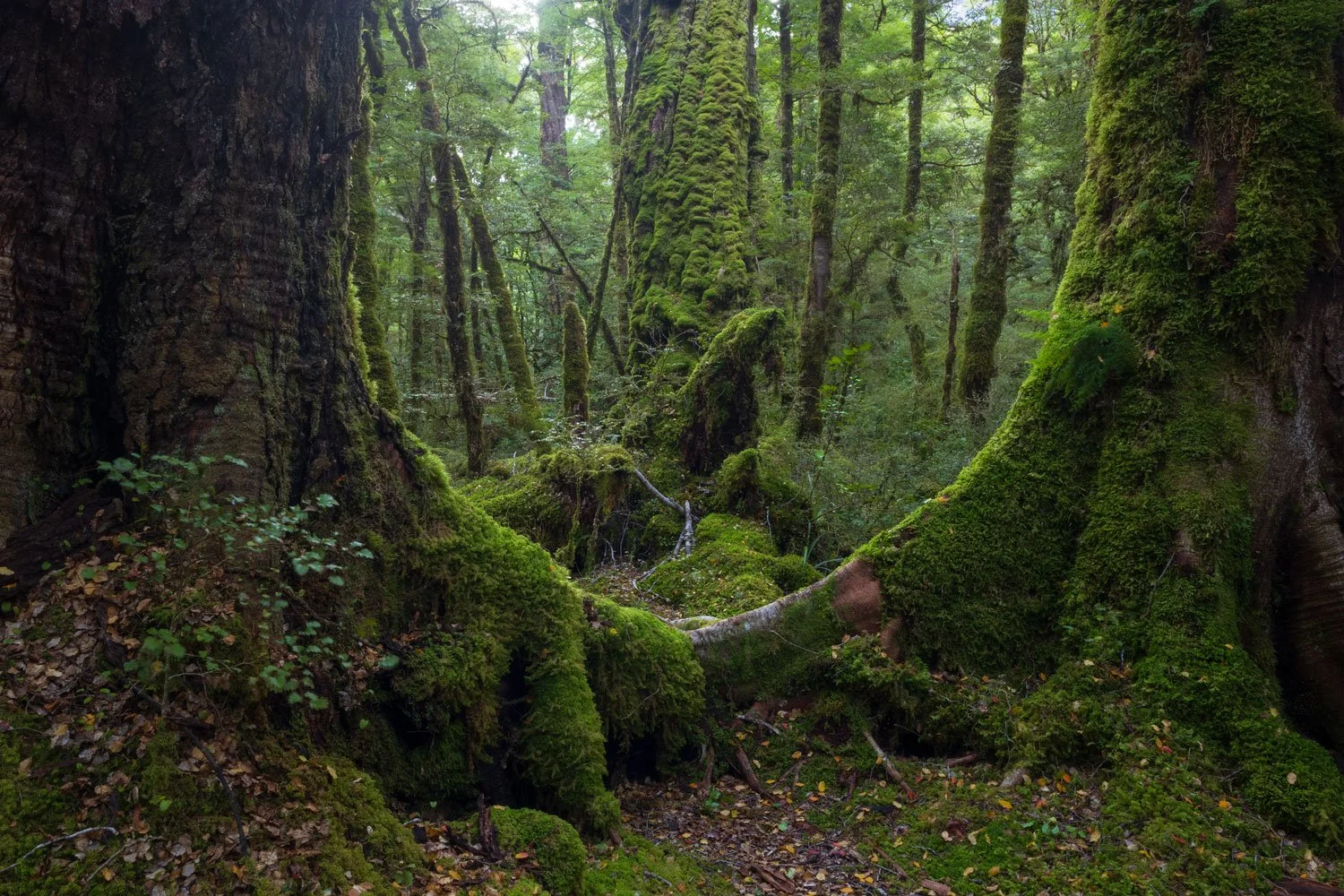 Fiordland-Forest.JPG