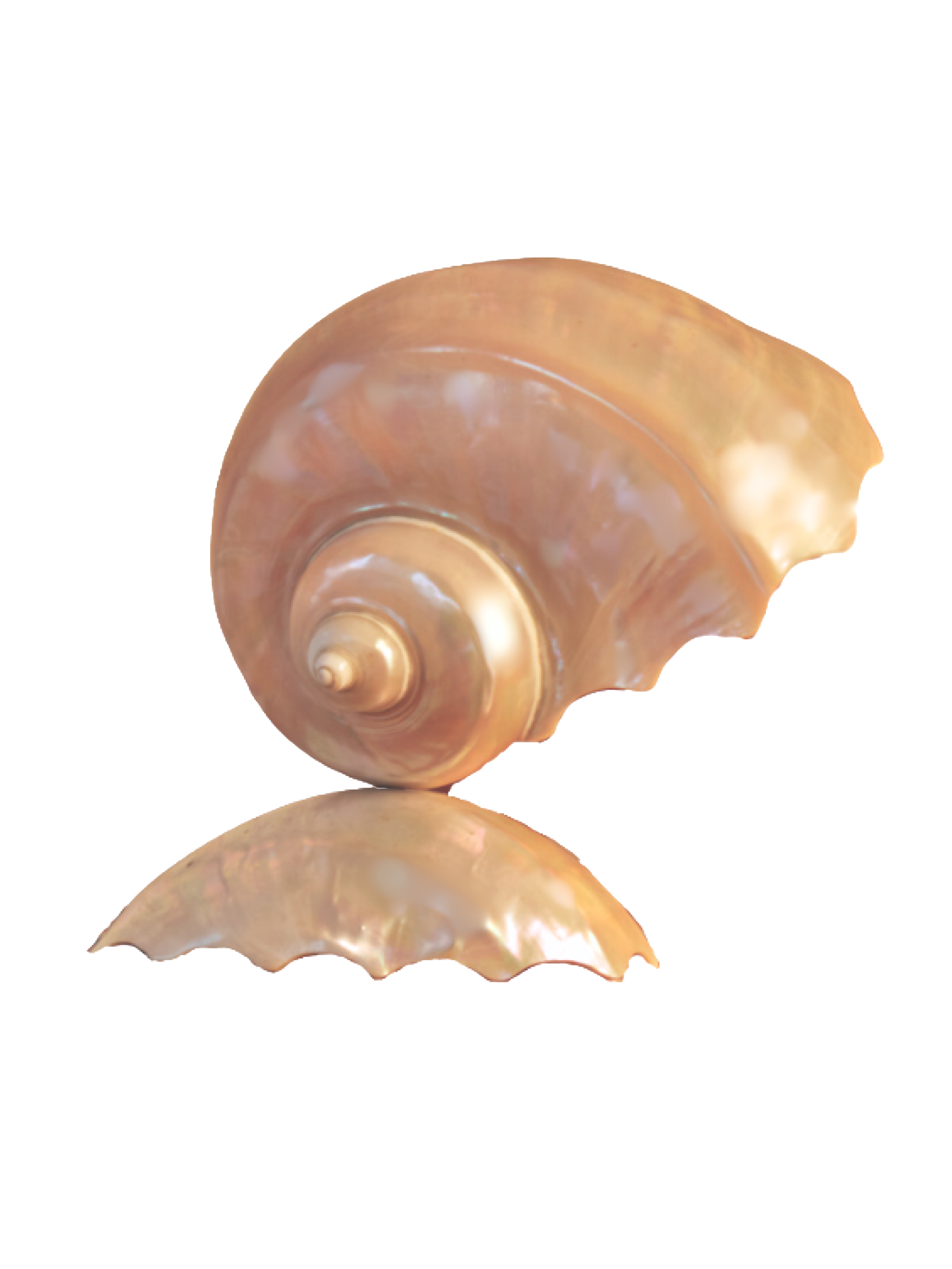 Mother-of-Pearl-Nautilus-Shell-Table-Lamp-with-Scalloped-Edge-andScalloped-Base.png