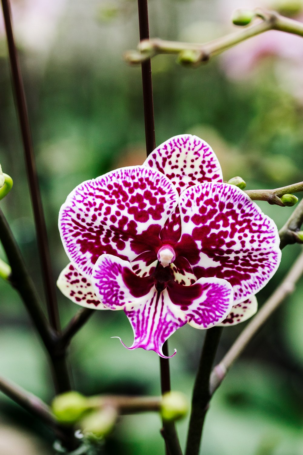 Orchids by Hausermann-07.jpg