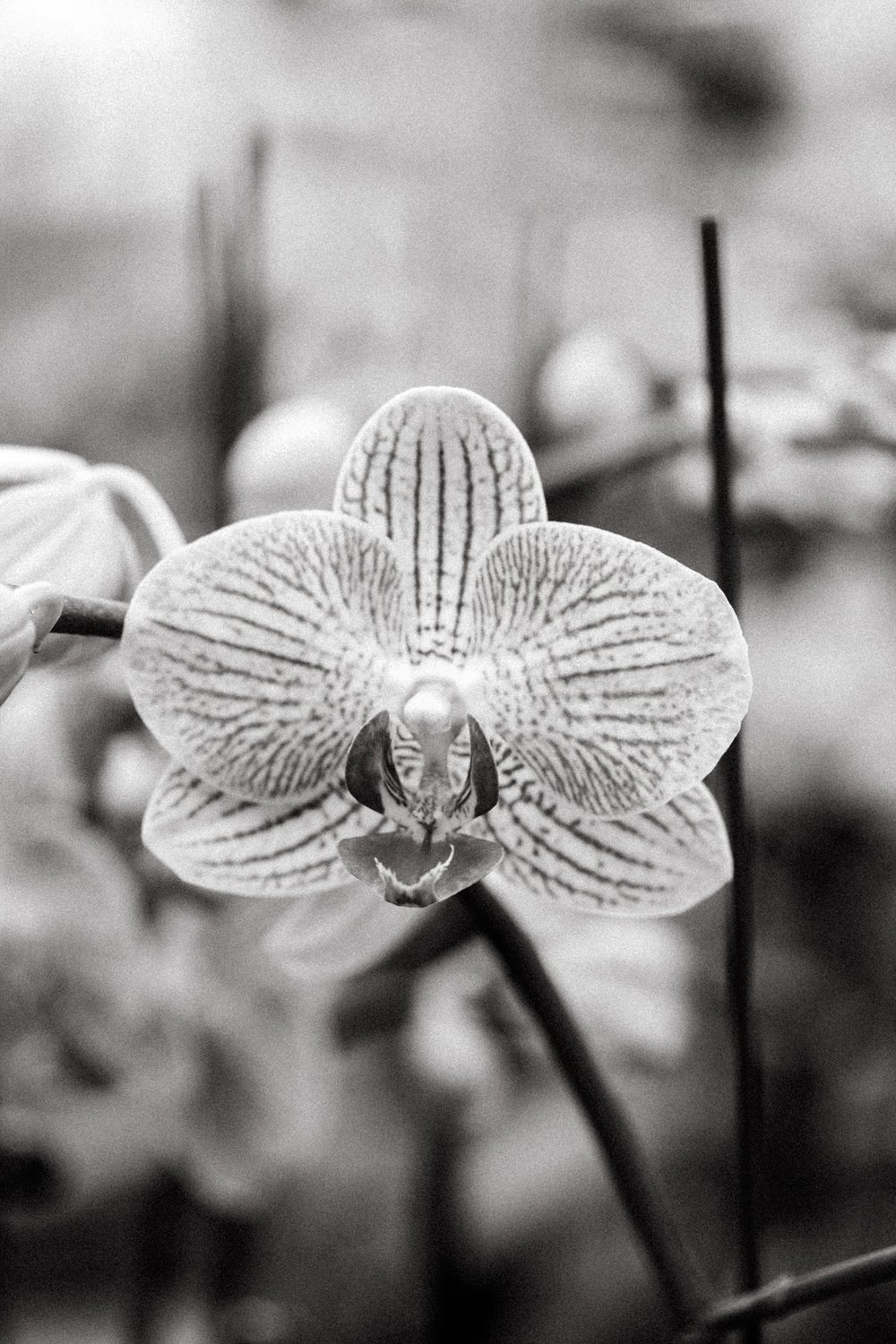 Orchids by Hausermann-10.jpg