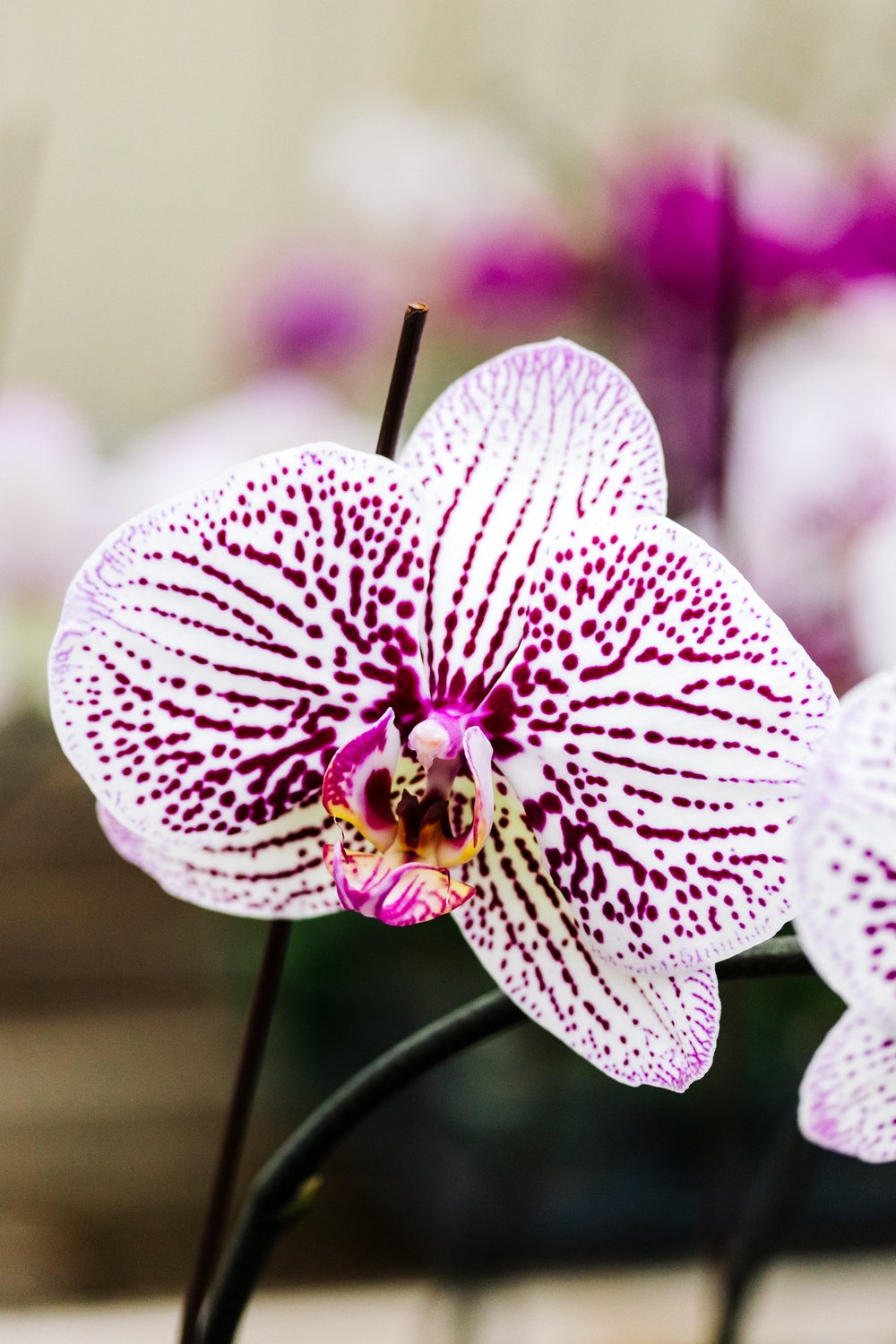 Orchids by Hausermann-12.jpg