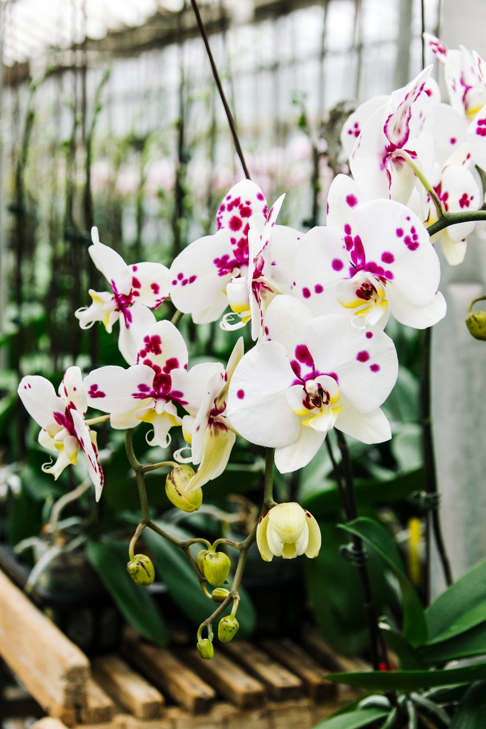 Orchids by Hausermann-21.jpg