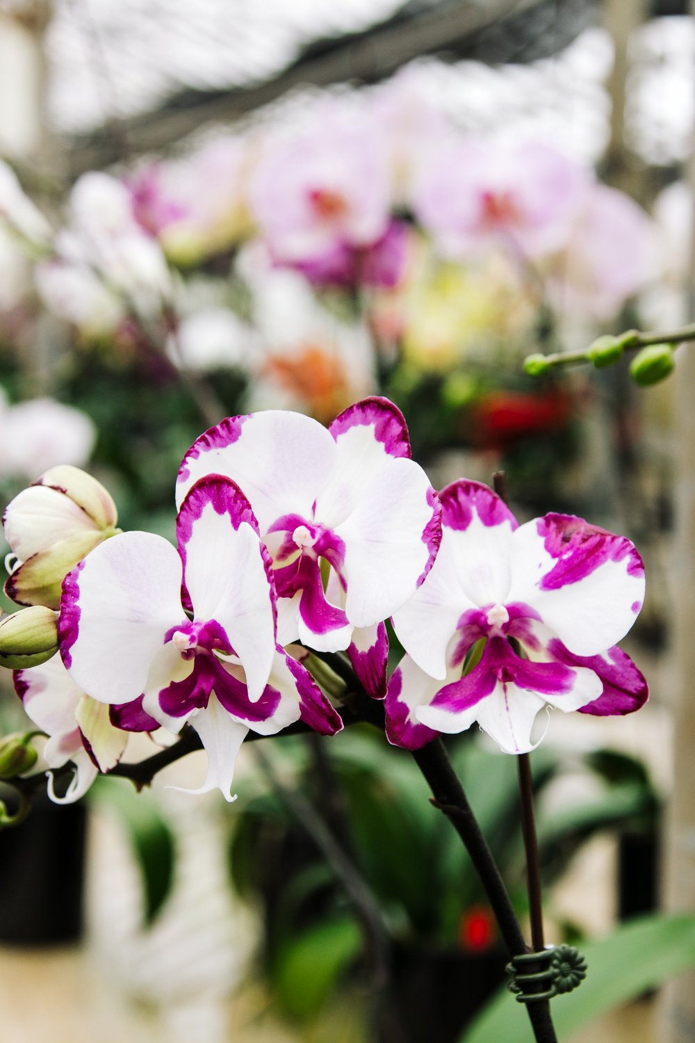 Orchids by Hausermann-29.jpg