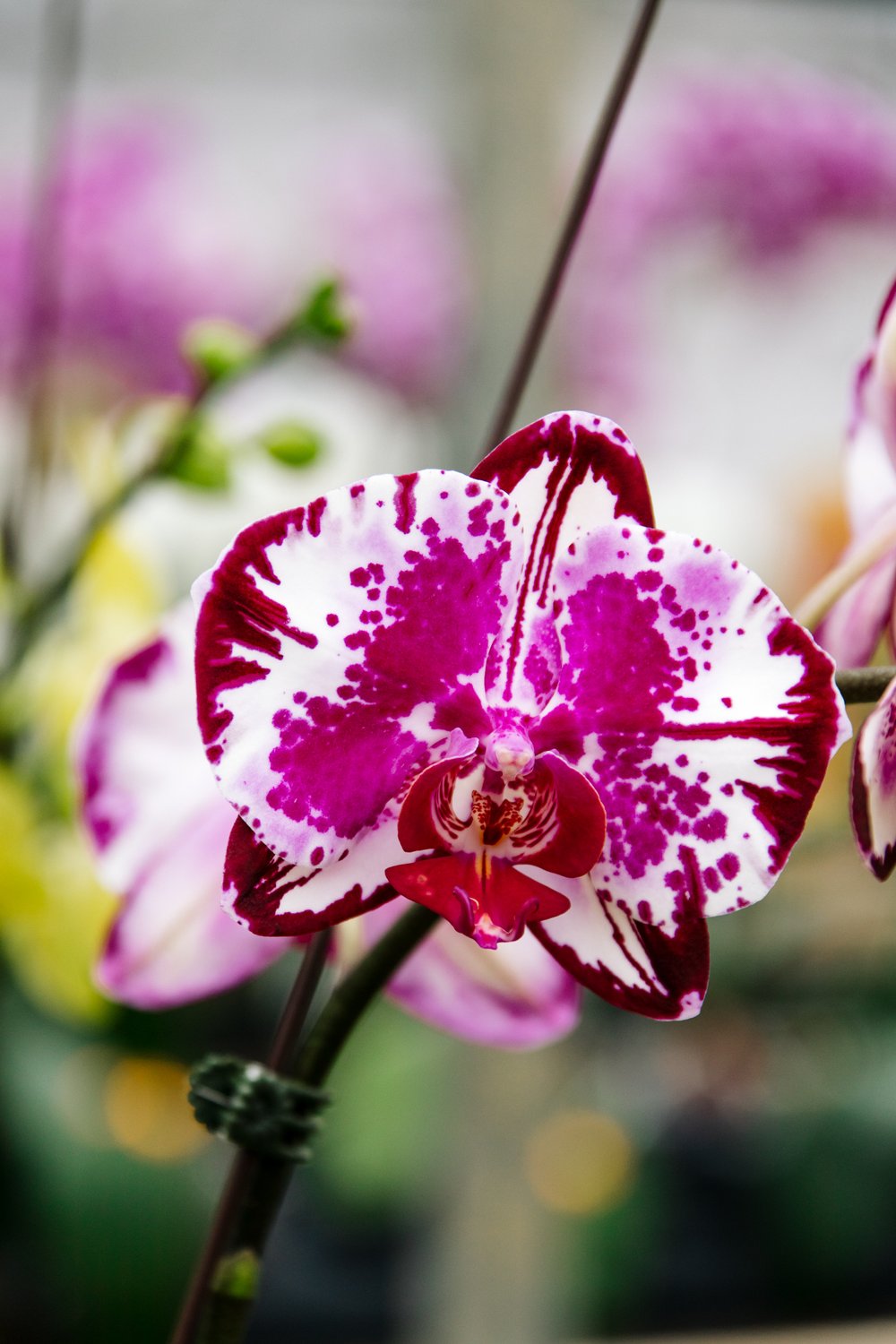 Orchids by Hausermann-28.jpg