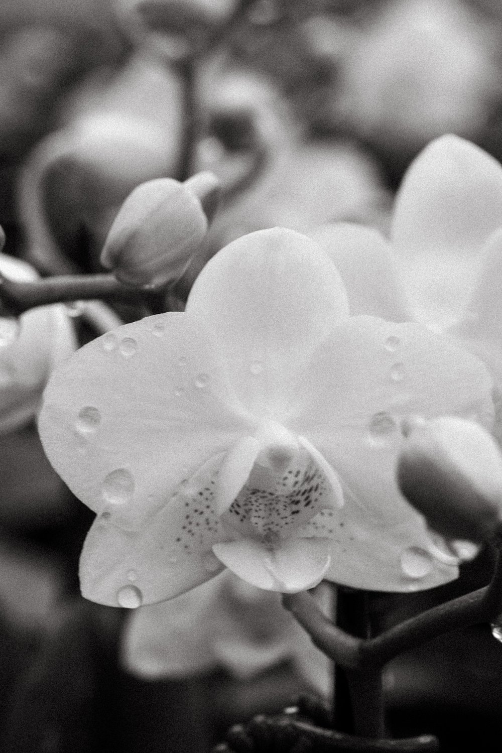 Orchids by Hausermann-04.jpg