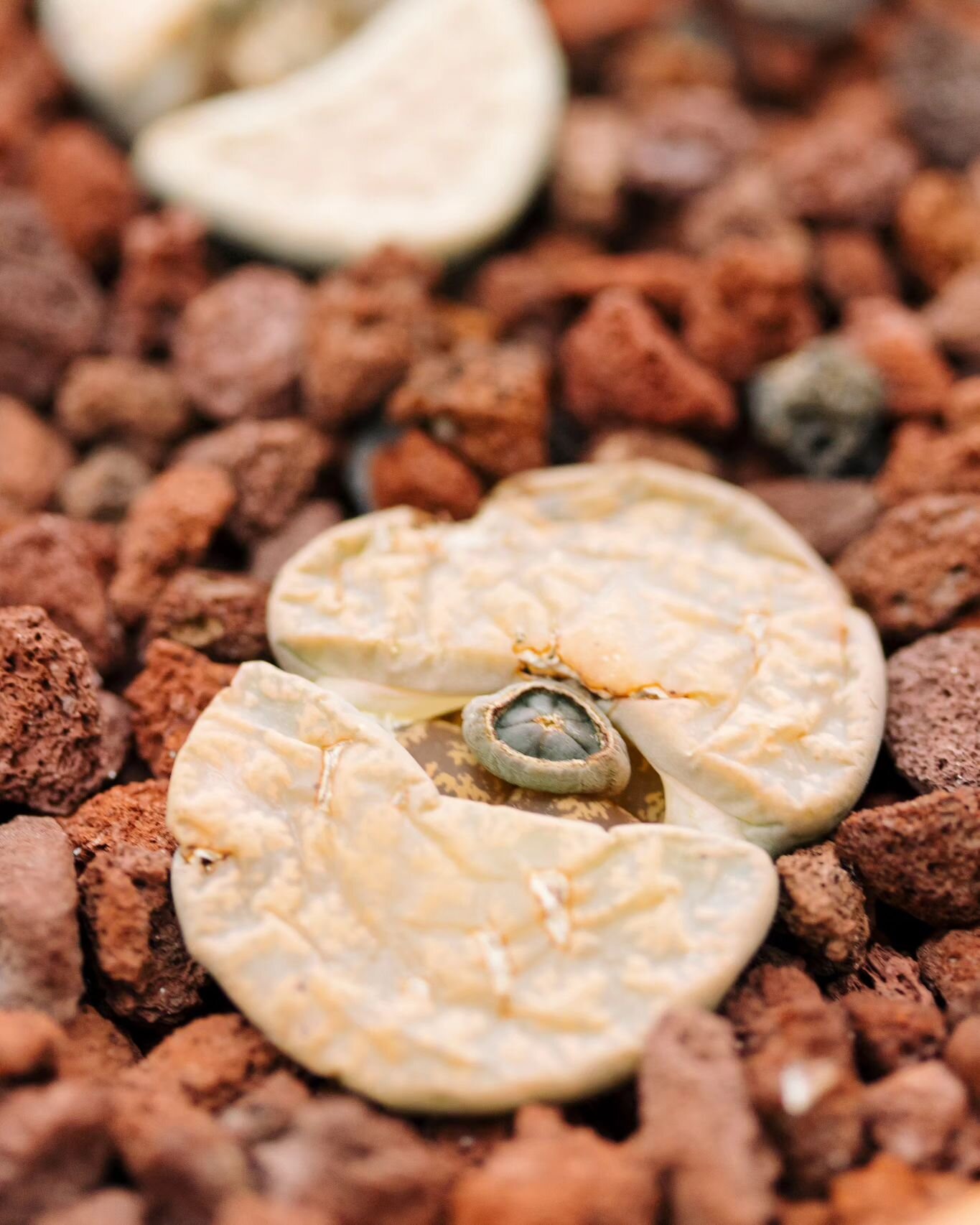 Living Stones. The plant that disguises 🥸 itself as a stone so that animals don't eat it 😲

Nature is wild!

#Nature #livingstones #desert #life #NaturePhotography #naturephotographer #lovenature