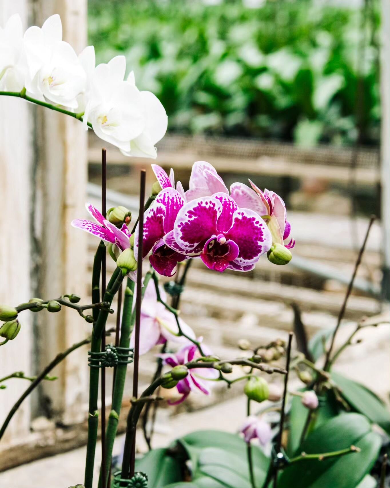 Orchids by Hausermann. I honestly come here to breathe, when I need a break from winter. So warm. So refreshing.

#orchid #nature #flowers #greenhouse