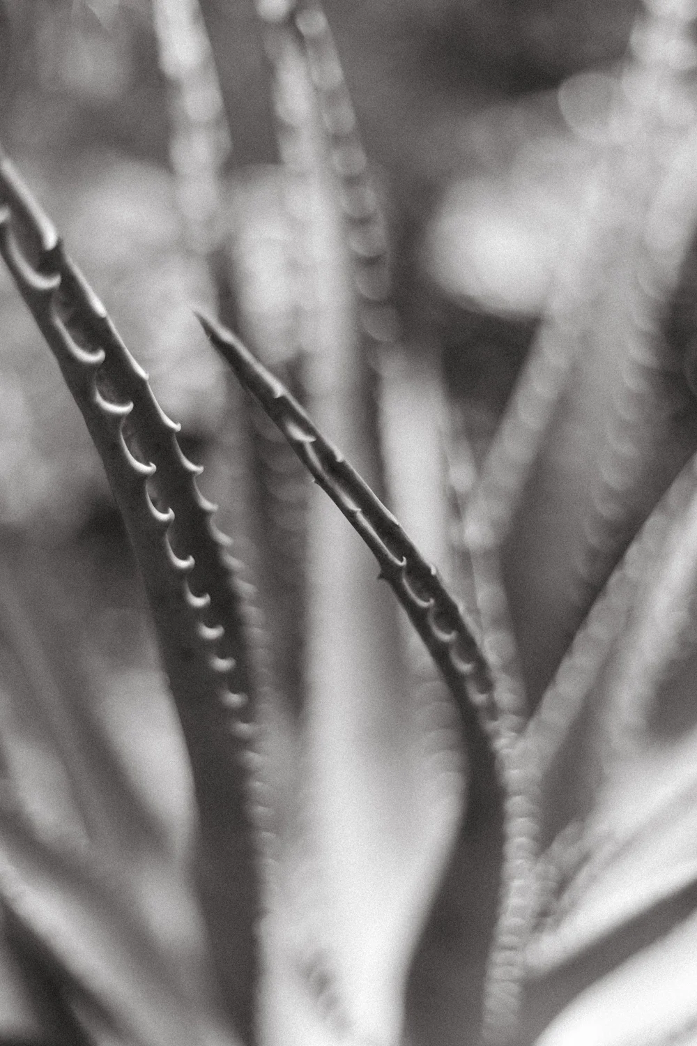 Chicago Botanical Gardens-7.jpg