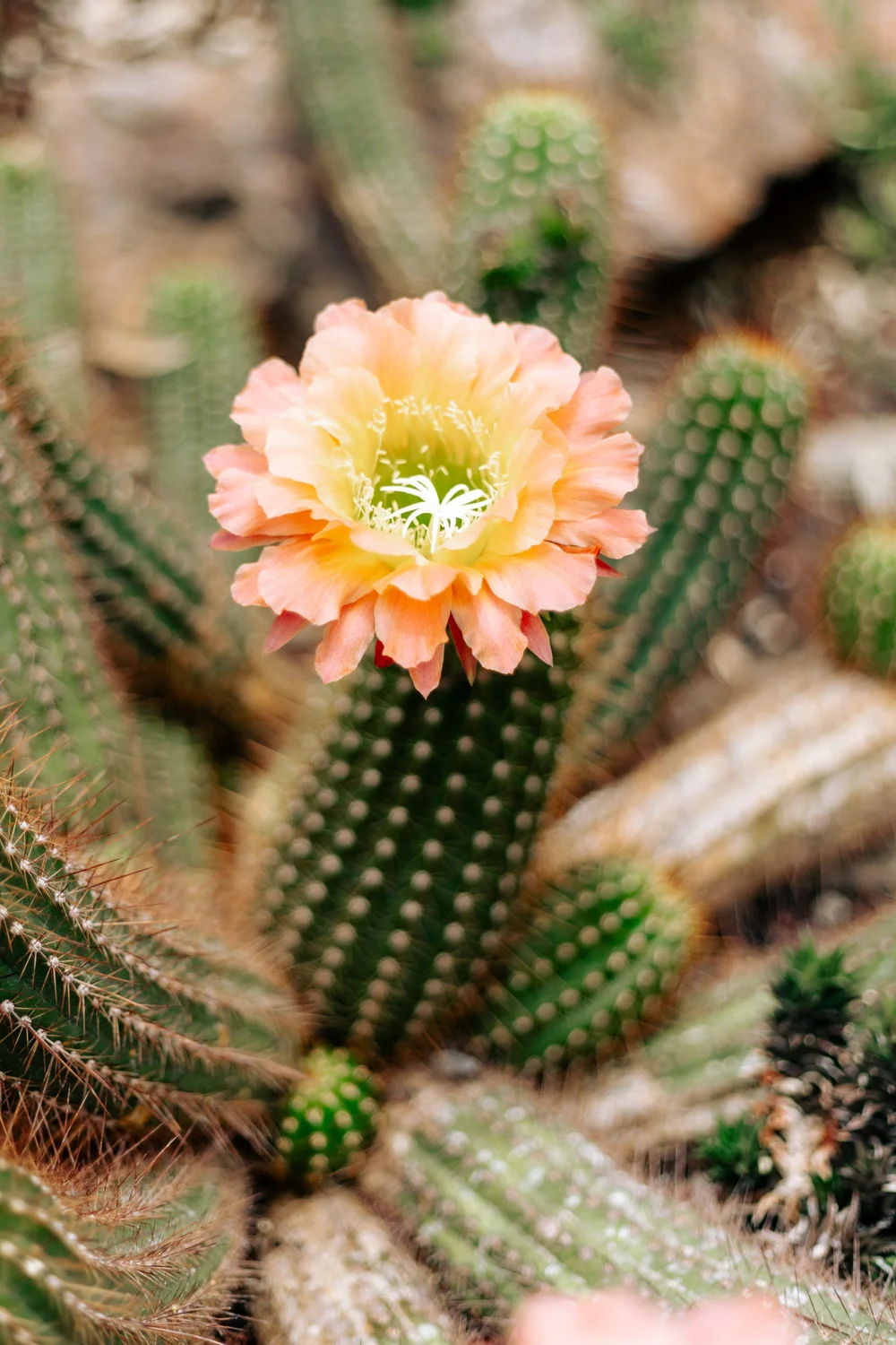 Chicago Botanical Gardens-13.jpg