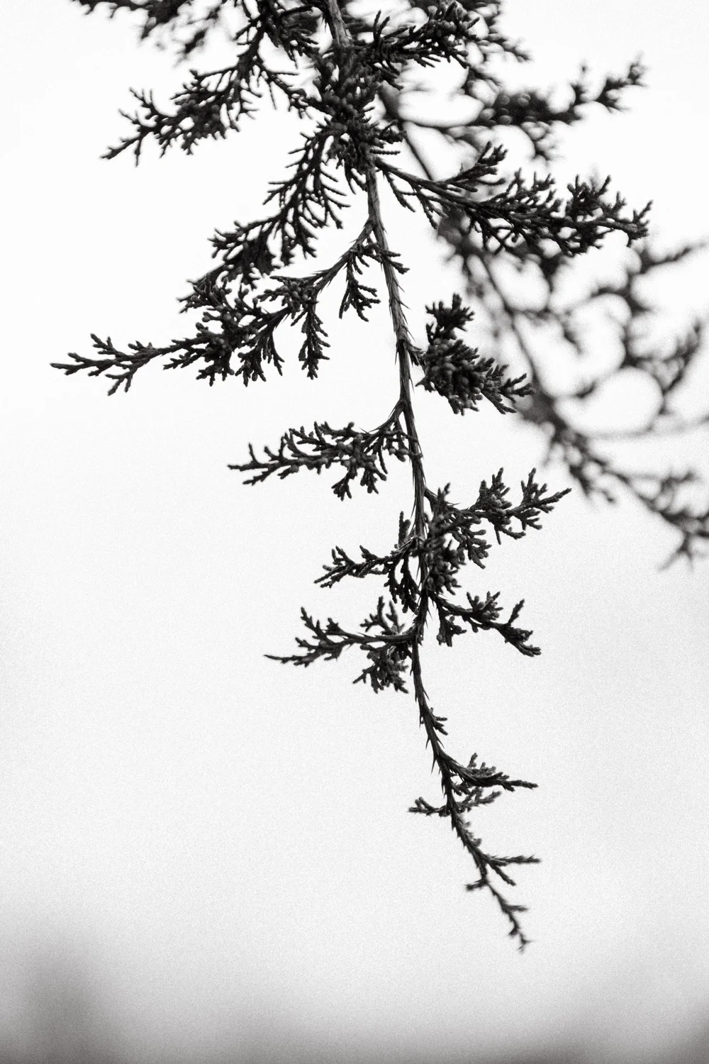 Lauren Lakeberg Nature Photography-8.jpg