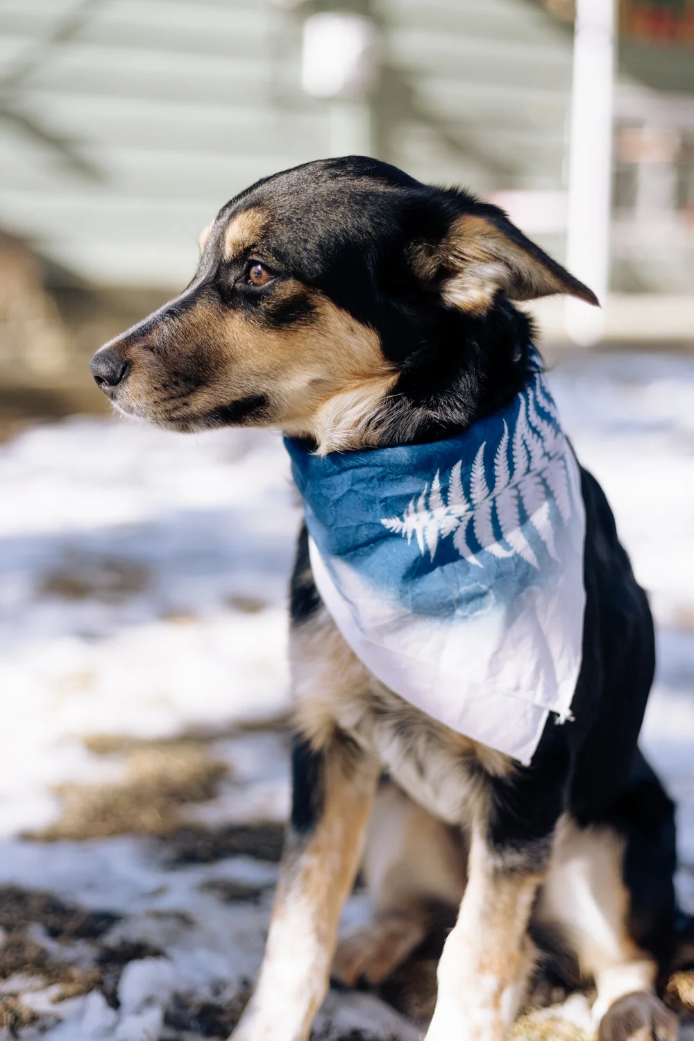 Bandanas for Dogs-8.jpg