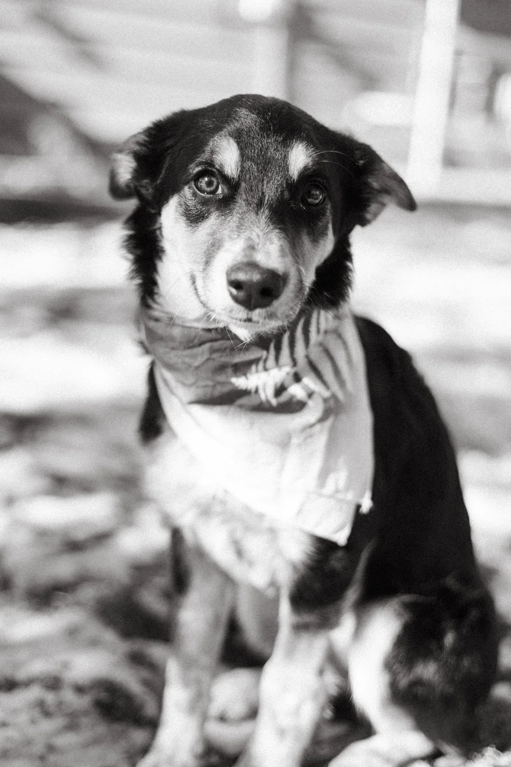 Bandanas for Dogs-12.jpg