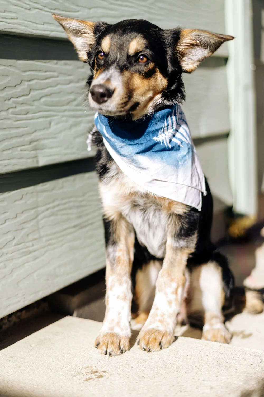 Bandanas for Dogs-21.jpg