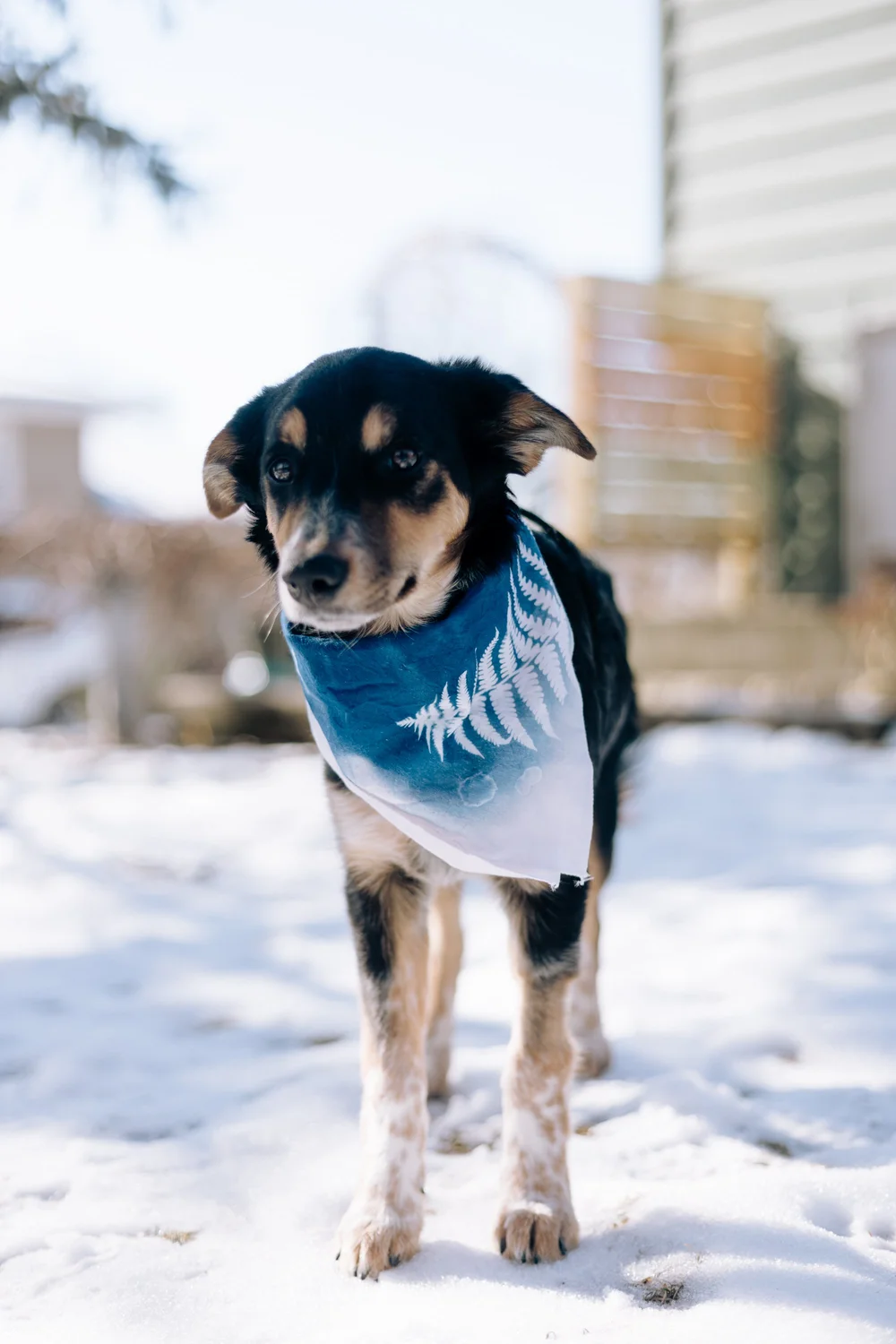 Bandanas for Dogs.jpg