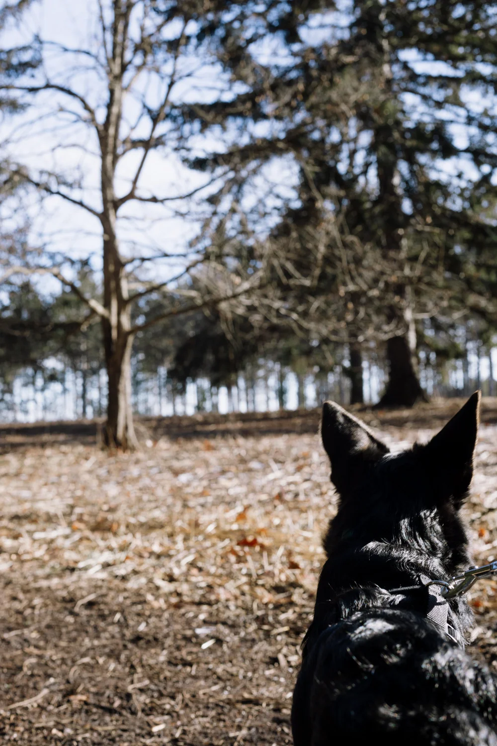 Dog Day Morton Arboretum-5.jpg