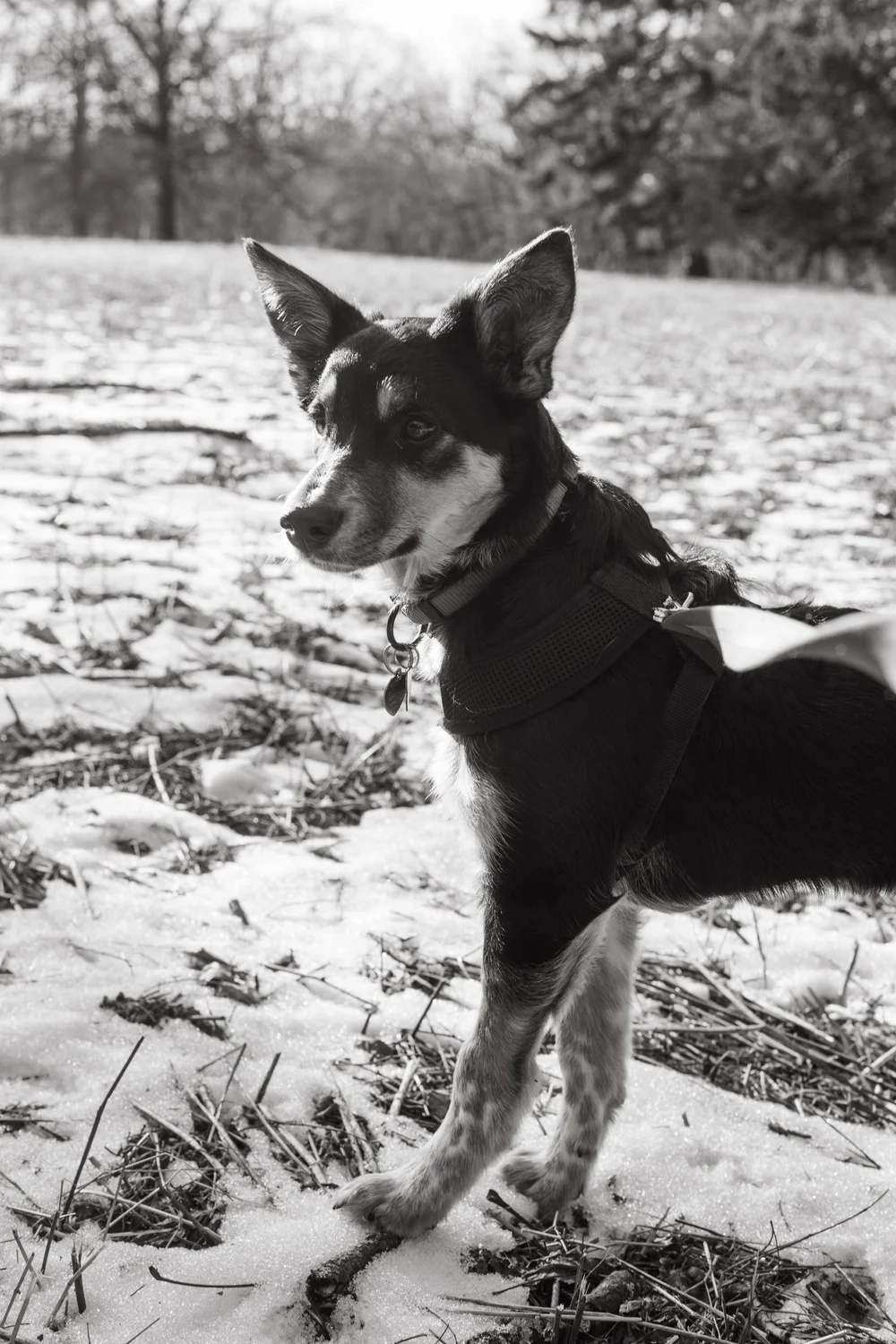 Dog Day Morton Arboretum-10.jpg