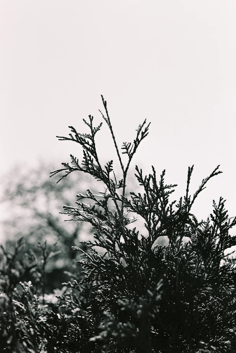 Ilford XP2 35mm Film Nature Photography.jpg