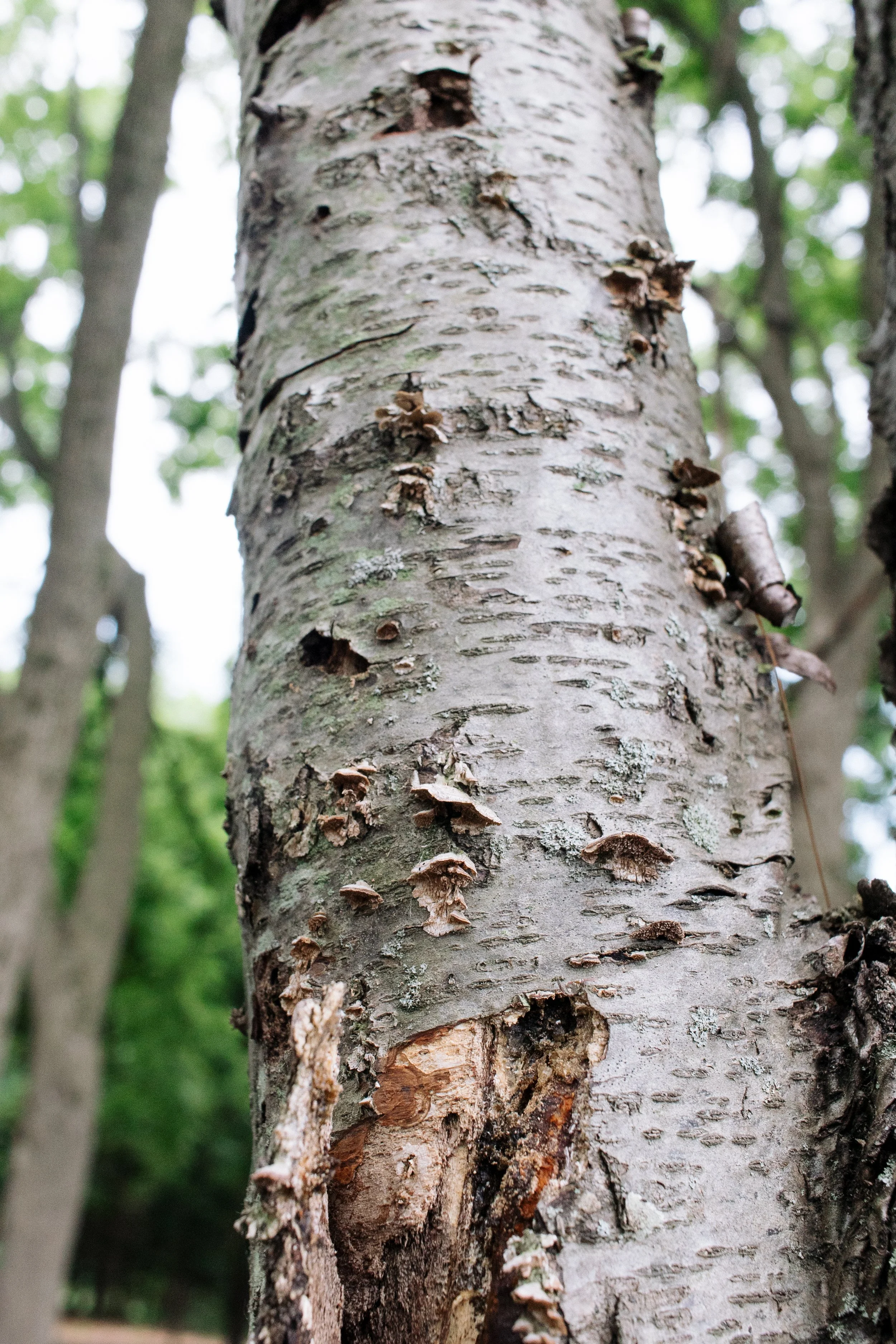 Lake Kakusha Disc Golf Course Mendota-024.jpg