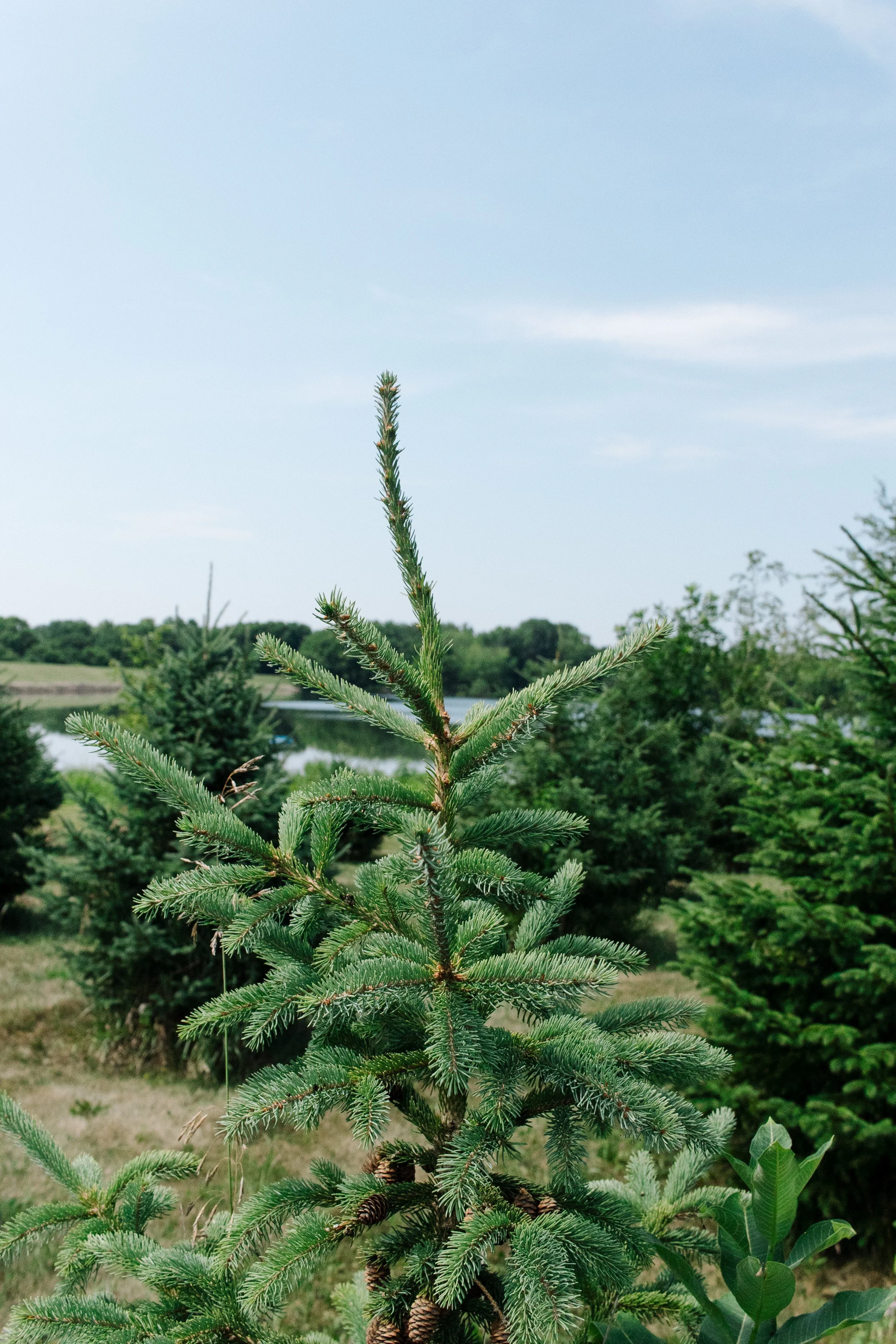 Lake Kakusha Disc Golf Course Mendota-070.jpg