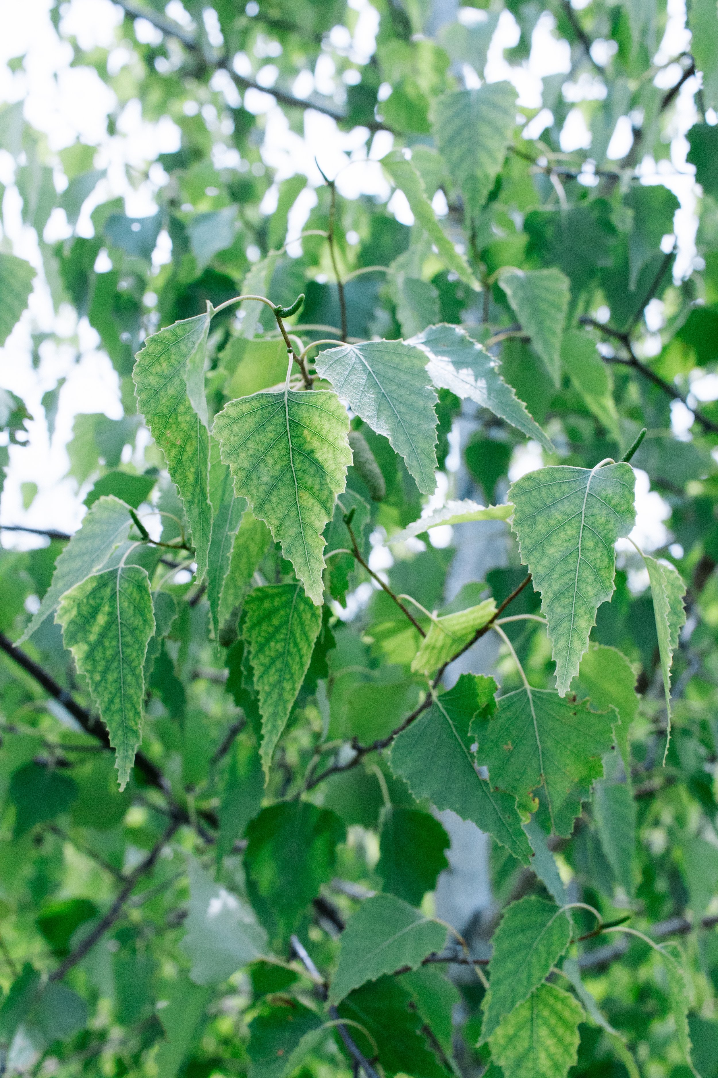Lake Kakusha Disc Golf Course Mendota-069.jpg