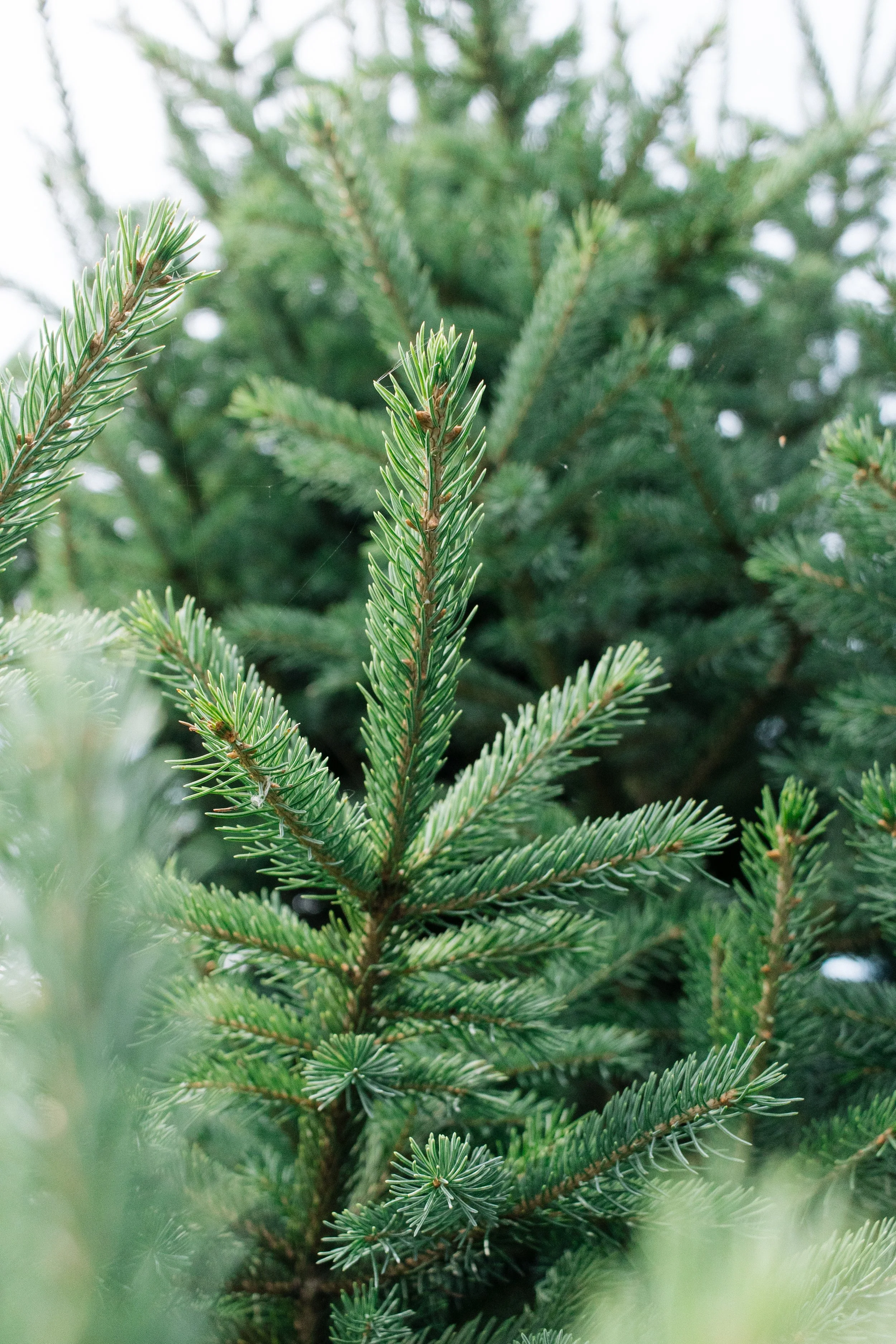 Lake Kakusha Disc Golf Course Mendota-079.jpg