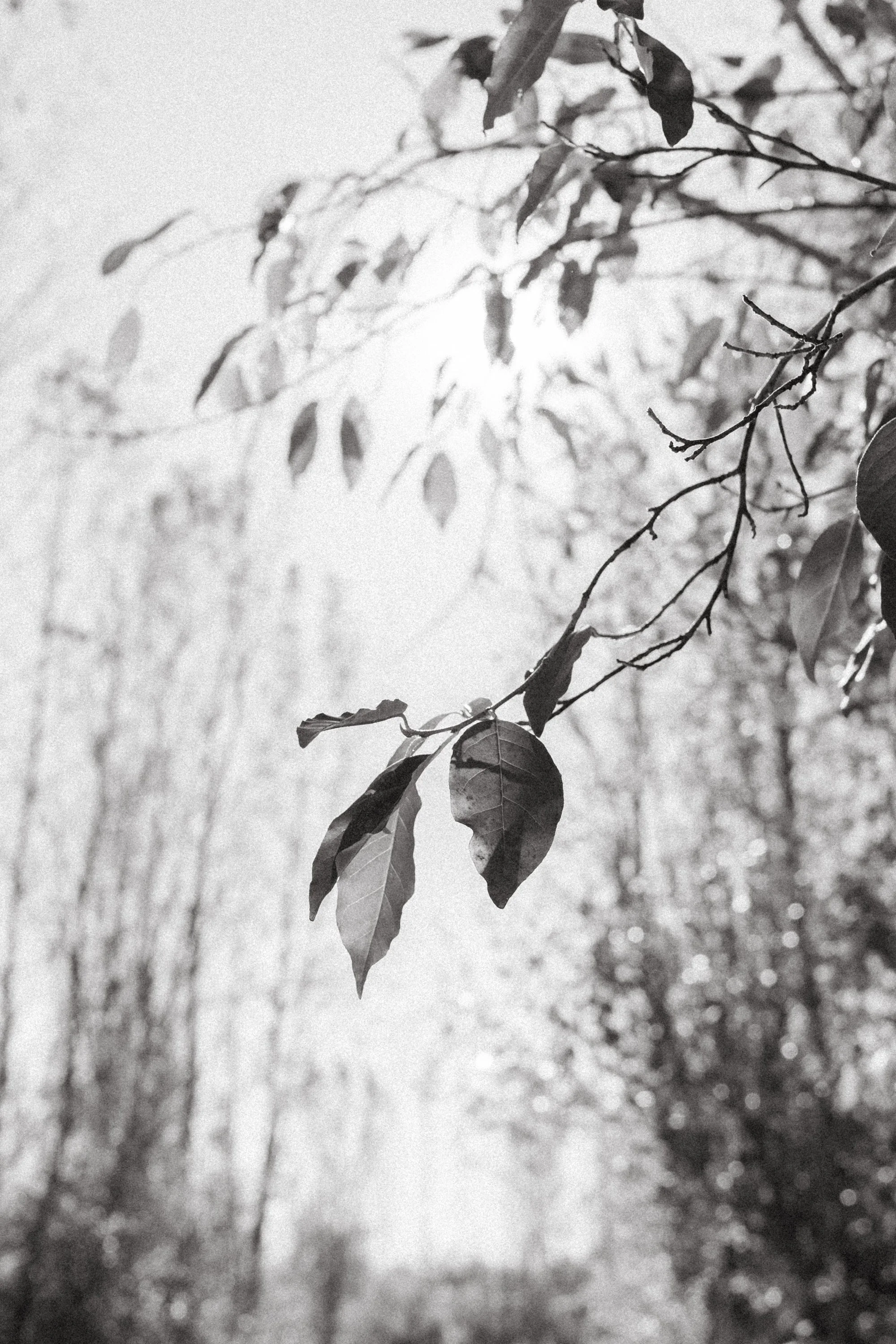 SHARA Disc Golf Course South Haven Michigan-41.jpg