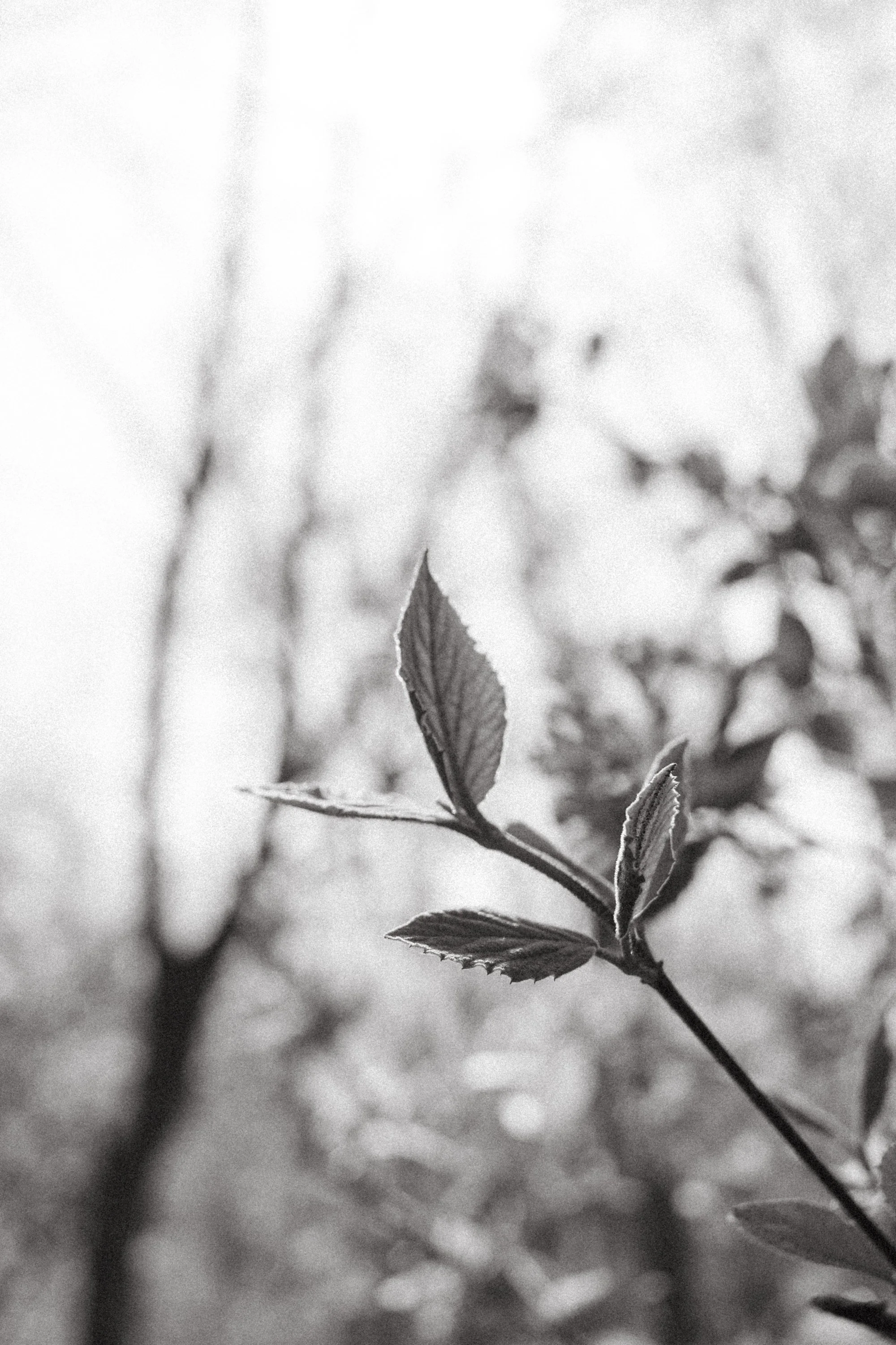 Frank Grimes Disc Golf Course Channahon Illinois-27.jpg