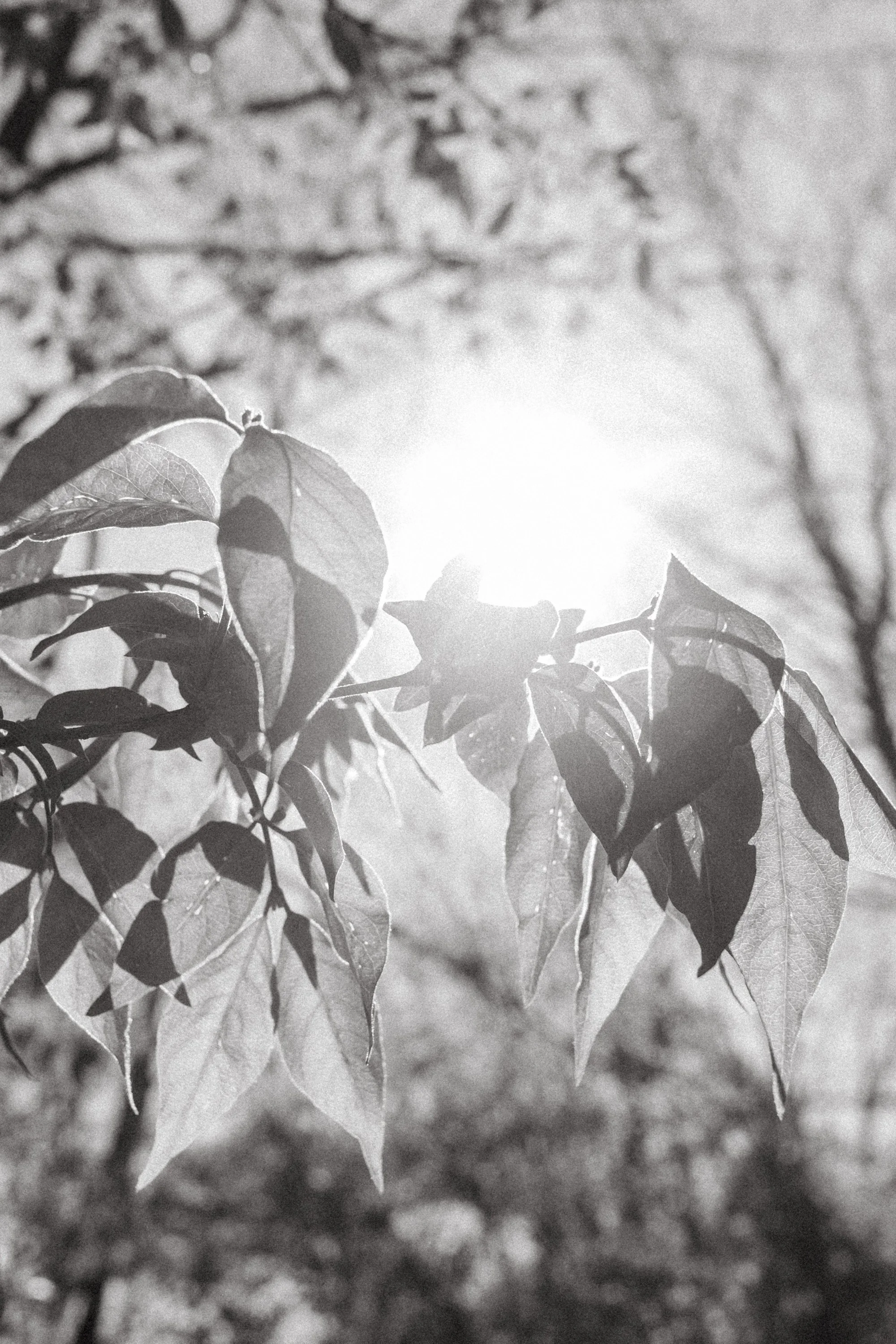 Frank Grimes Disc Golf Course Channahon Illinois-28.jpg