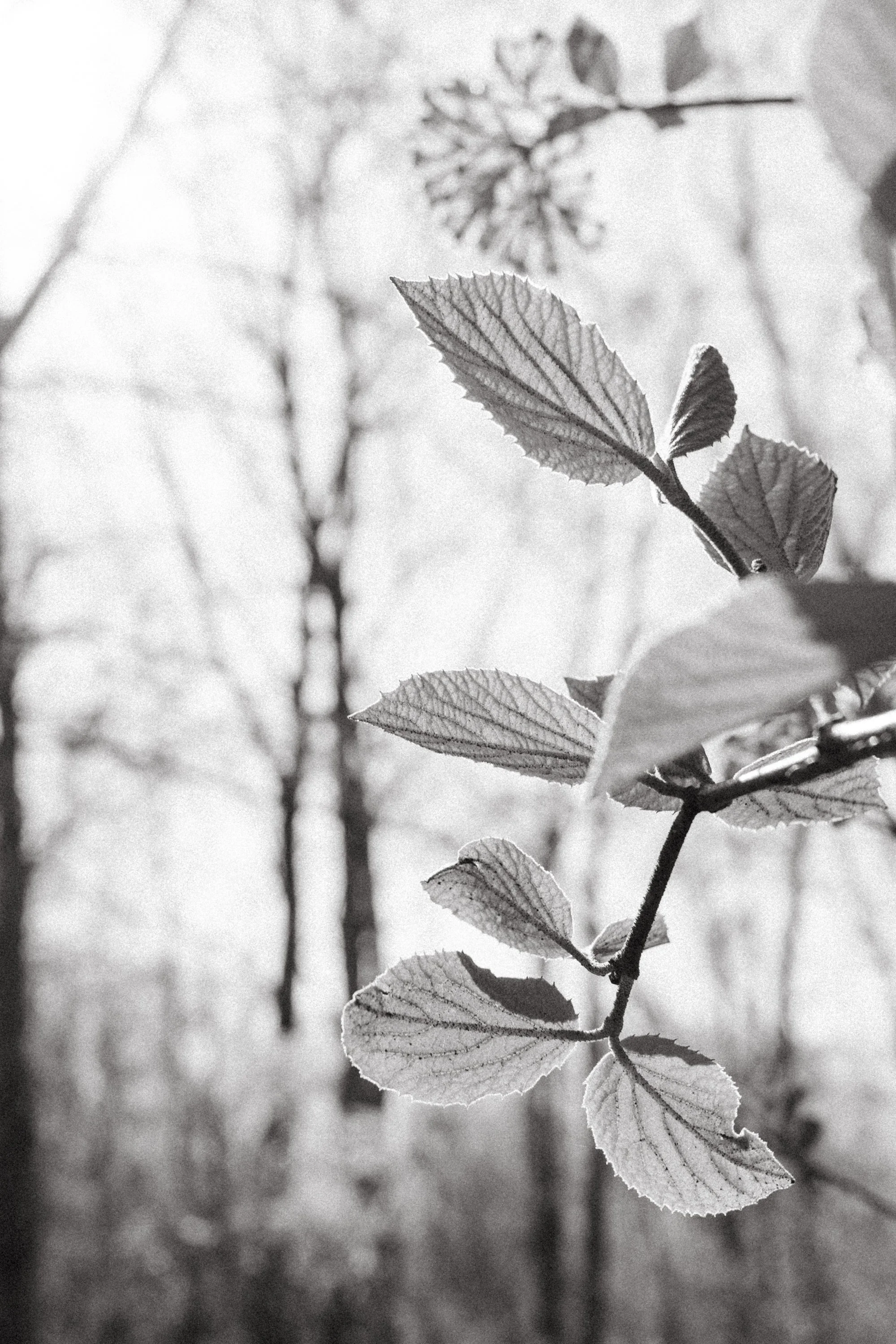 Frank Grimes Disc Golf Course Channahon Illinois-29.jpg