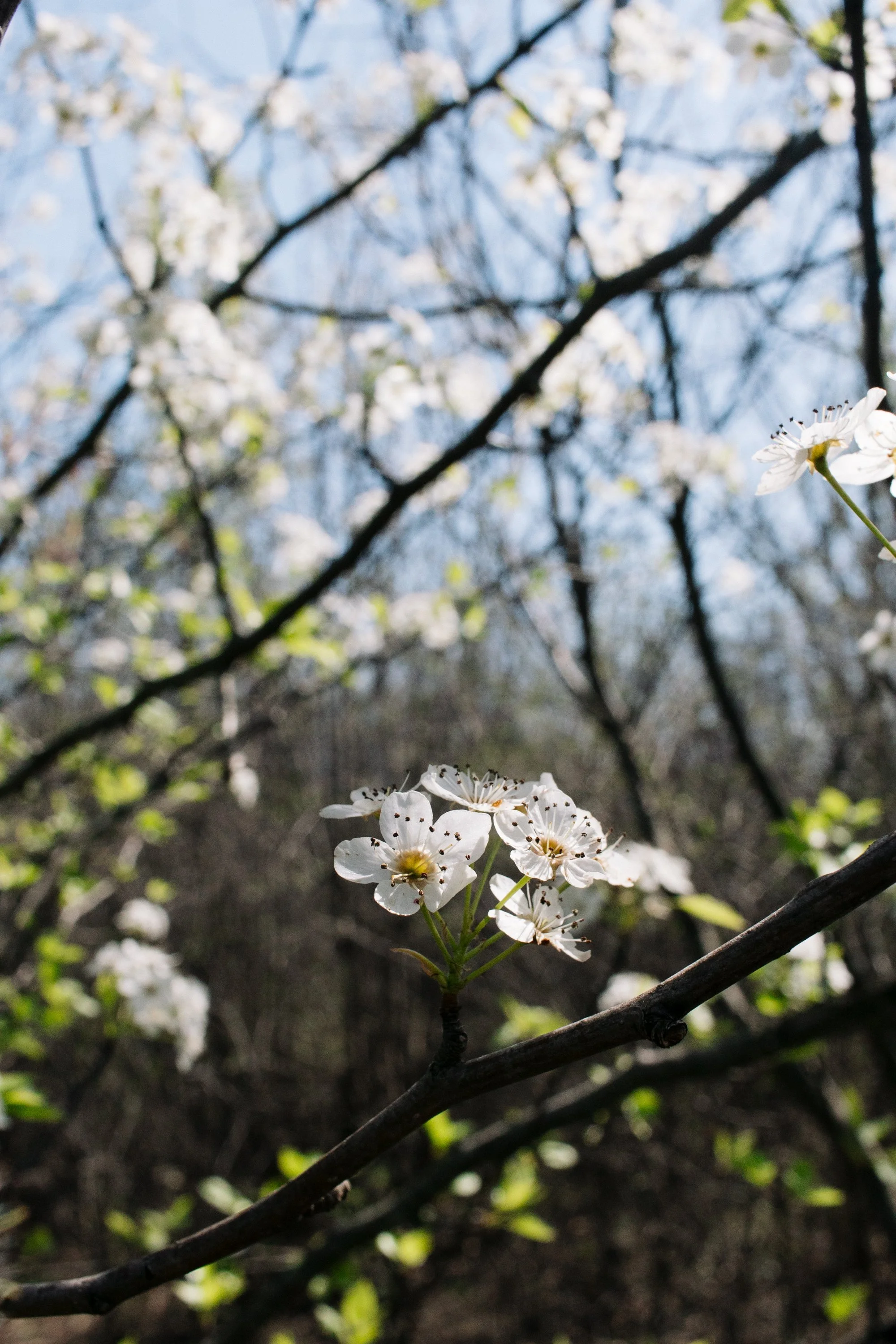 Frank Grimes Disc Golf Course Channahon Illinois-70.jpg
