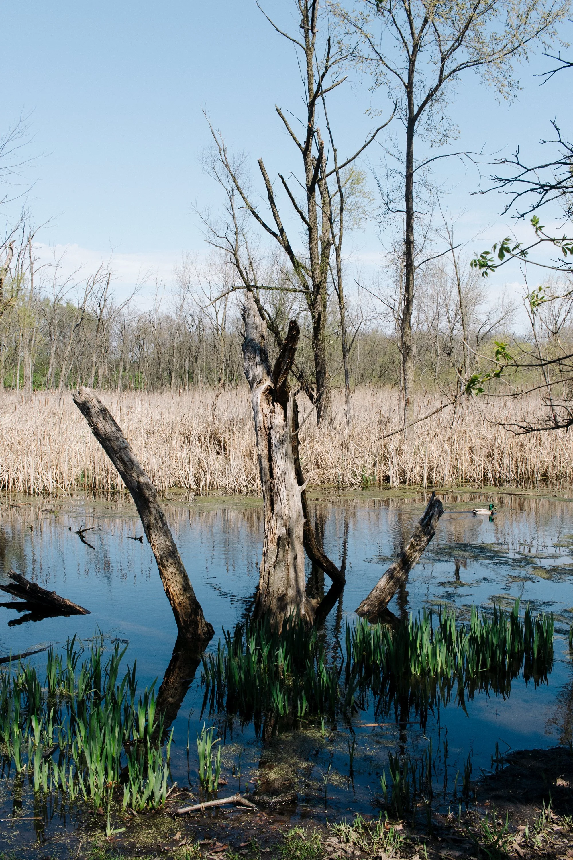 Frank Grimes Disc Golf Course Channahon Illinois-78.jpg