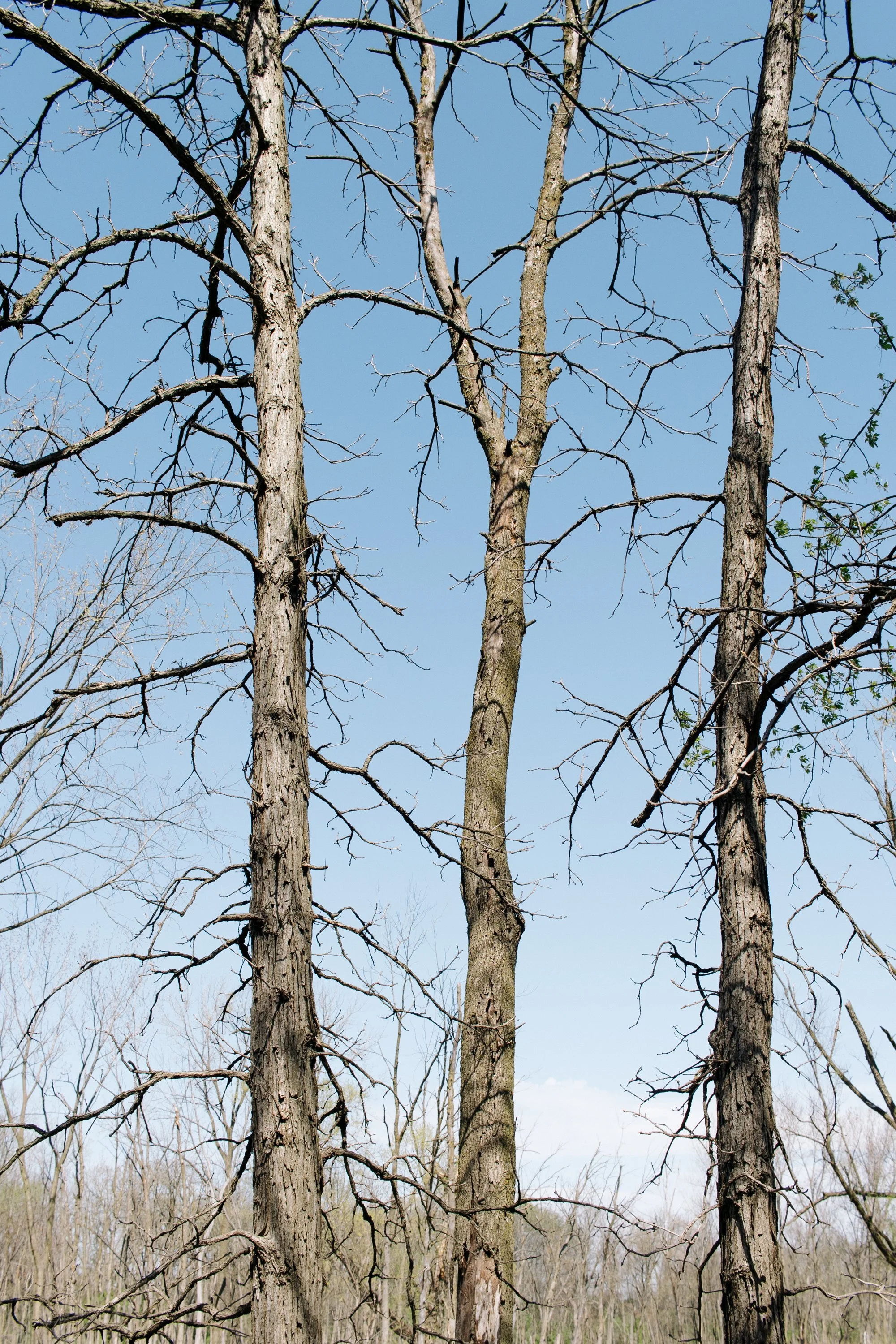 Frank Grimes Disc Golf Course Channahon Illinois-82.jpg