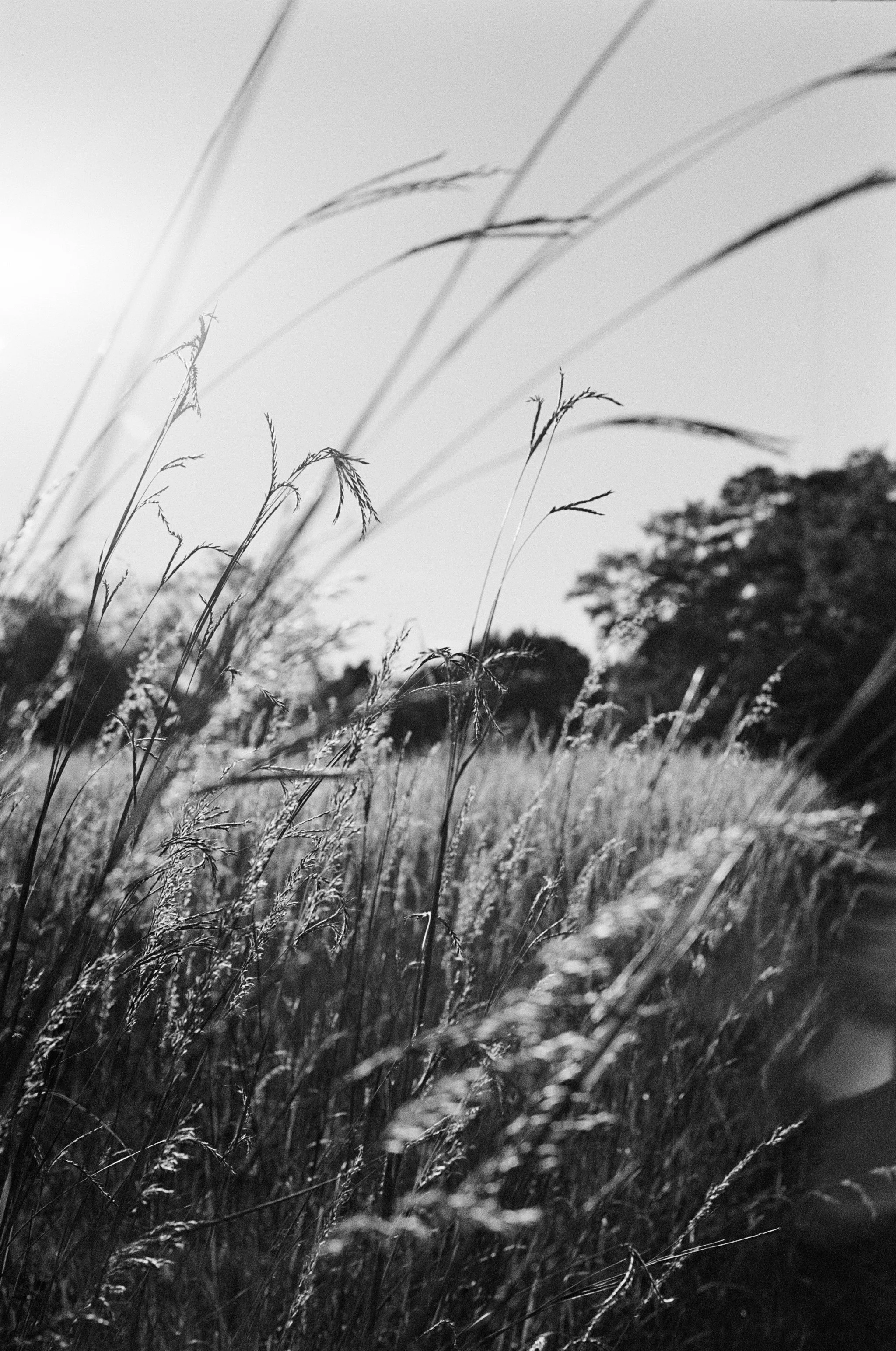 Ilford XP2 35mm Film.jpg