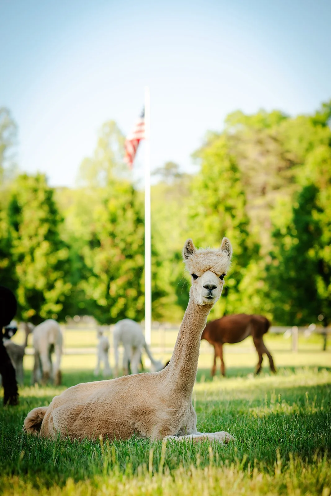 2026-HanoverFarmTour-MeadowgateAlpacas-39_websize.jpg