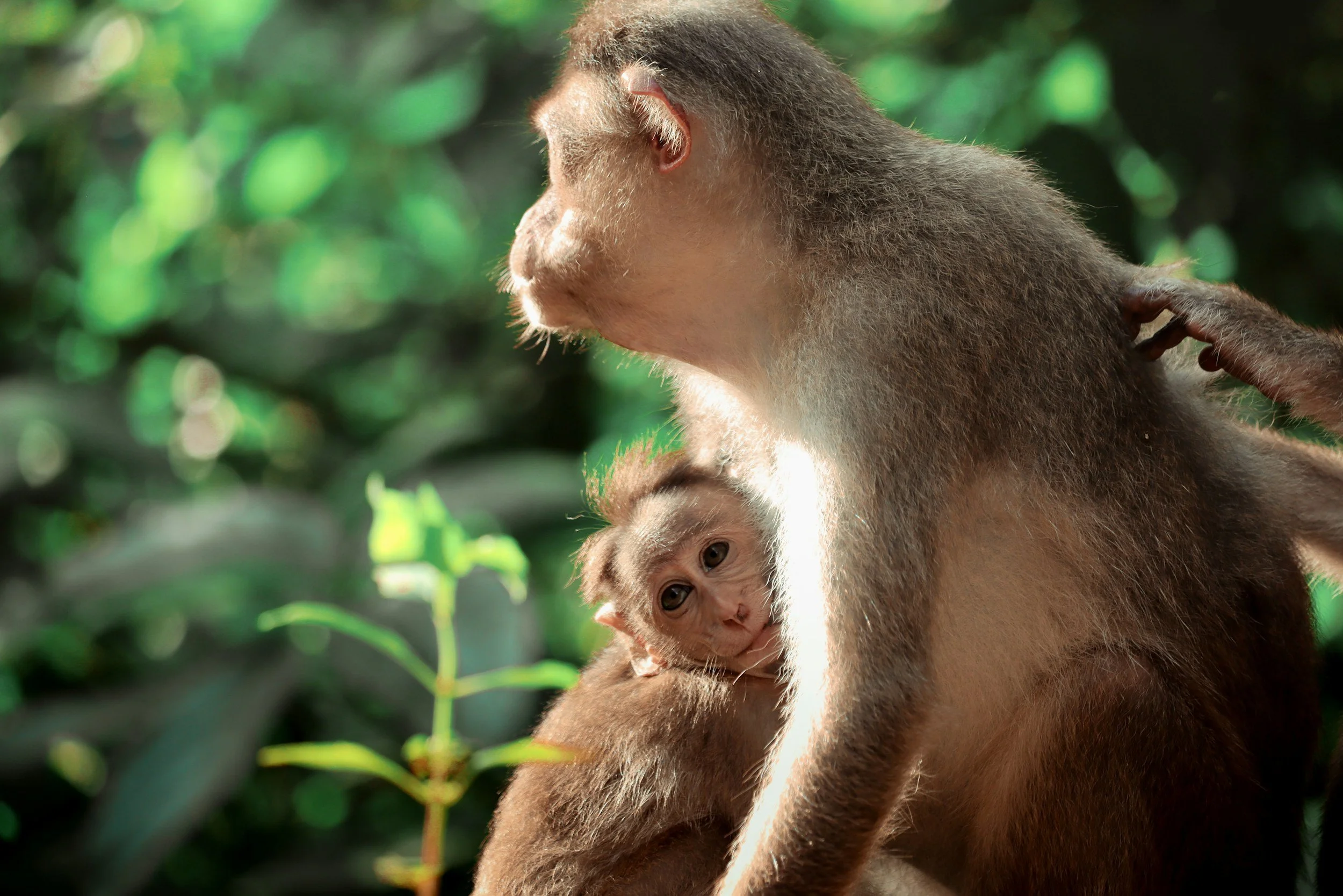 A mother monkey holding her baby monkey on her back in a lush green jungle setting.