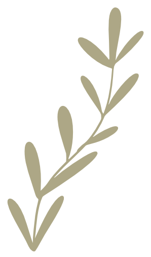 hand drawn illustrated plant